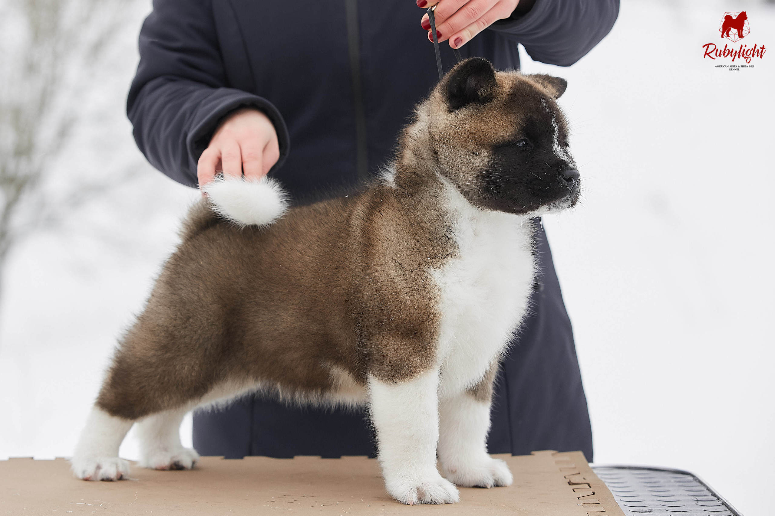 Американская акита щенки питомник Рубилайт RUBYLIGHT
