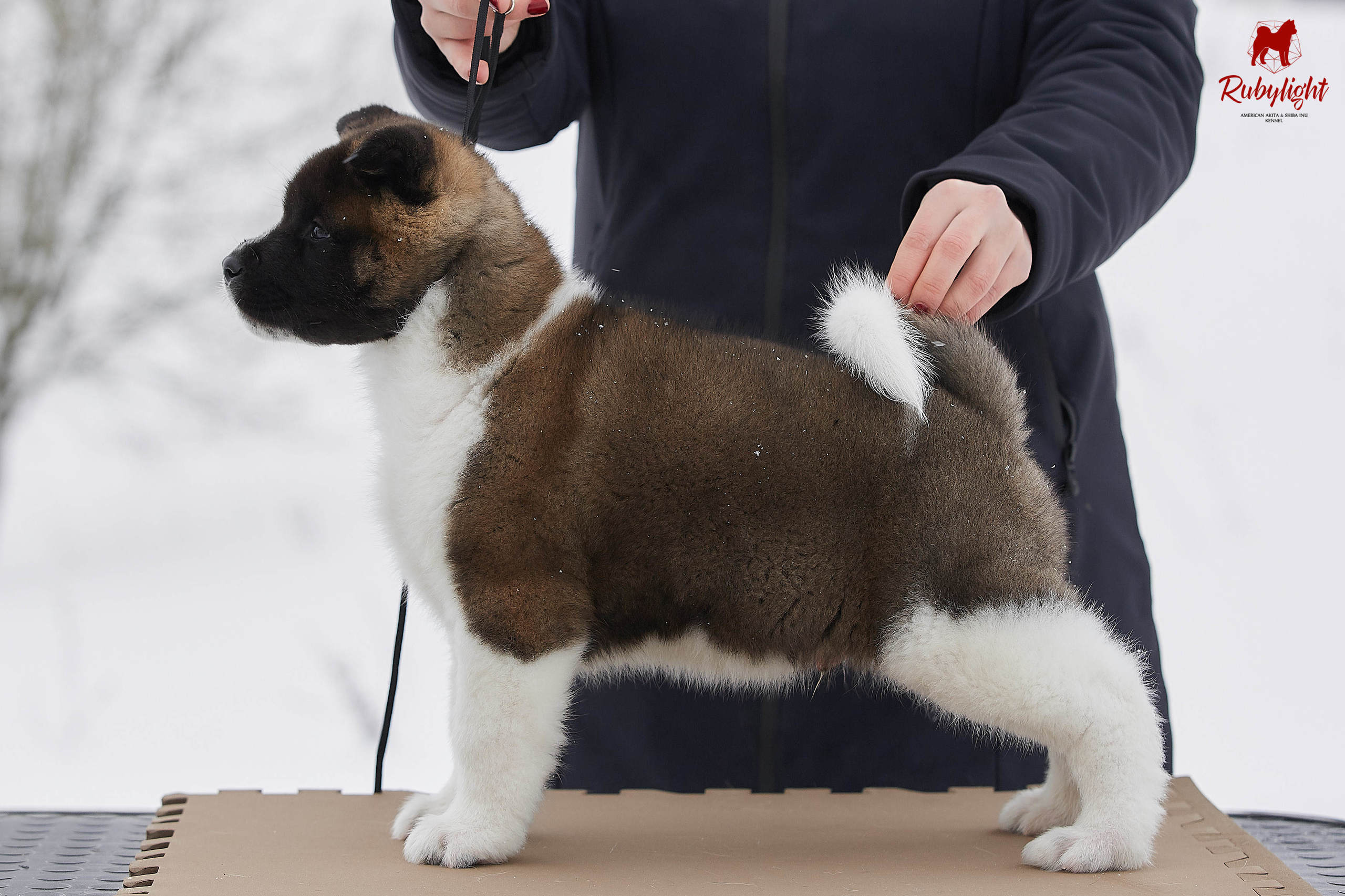 Американская акита щенки питомник Рубилайт RUBYLIGHT