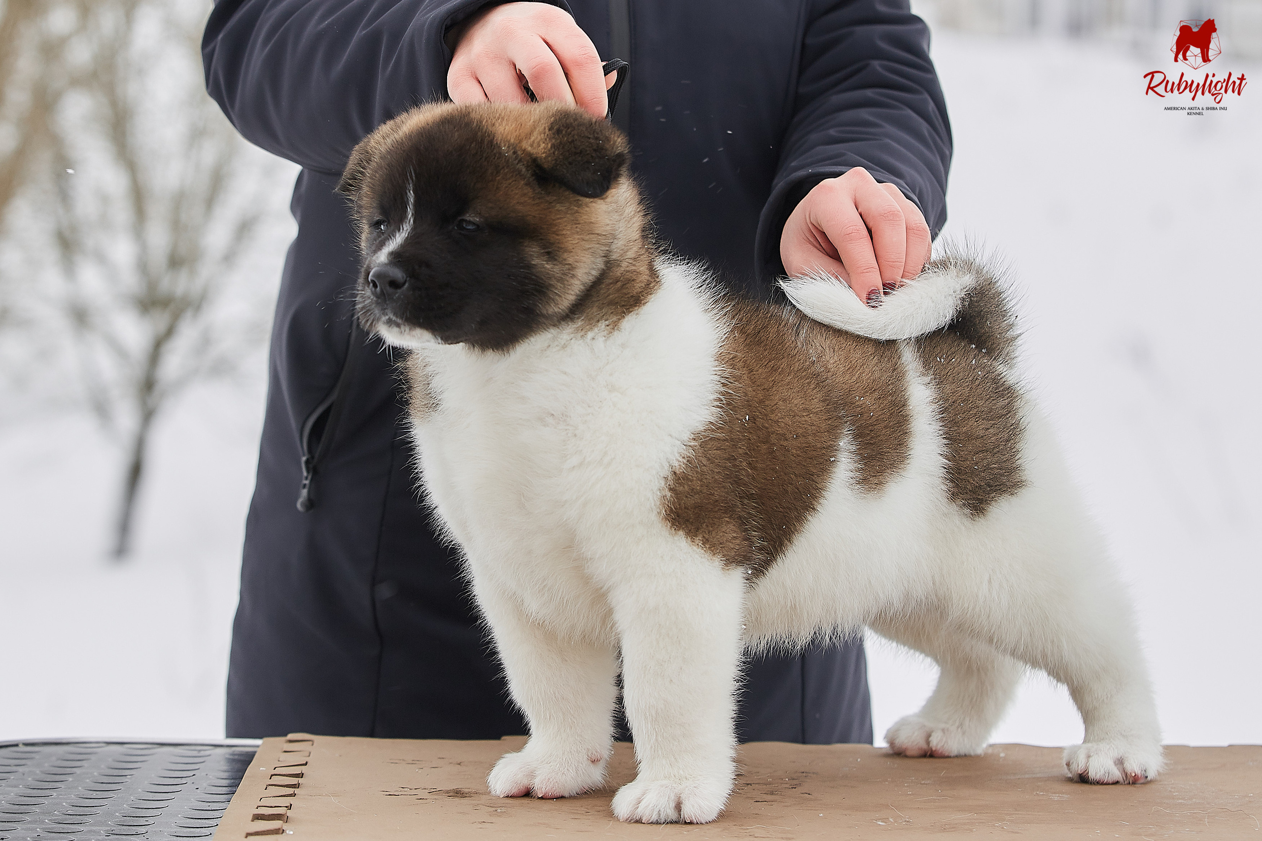 Американская акита щенки питомник Рубилайт RUBYLIGHT