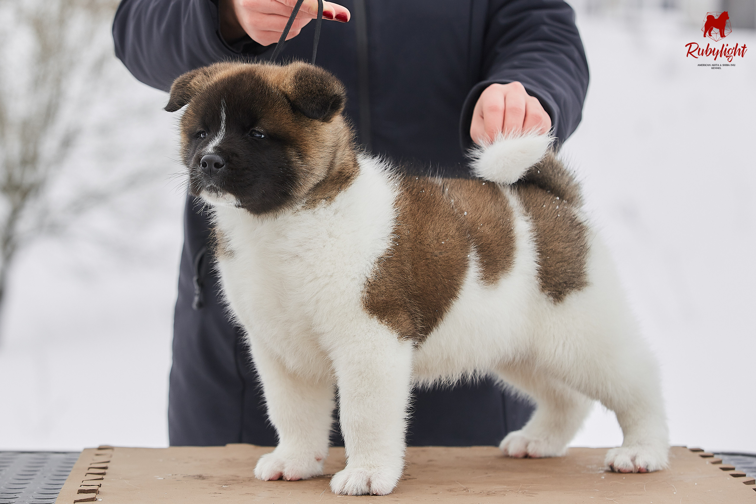 Американская акита щенки питомник Рубилайт RUBYLIGHT
