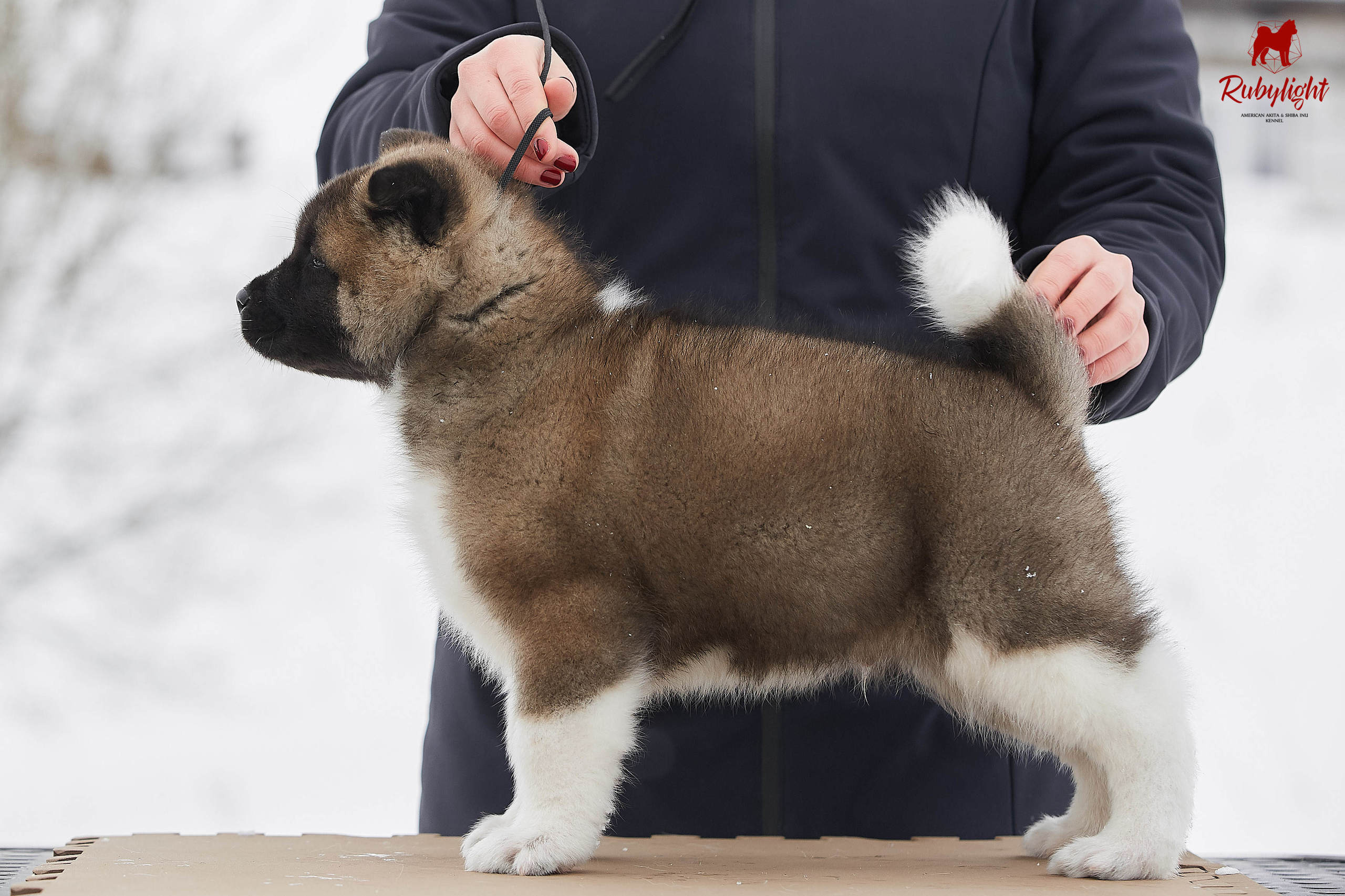 Американская акита щенки питомник Рубилайт RUBYLIGHT
