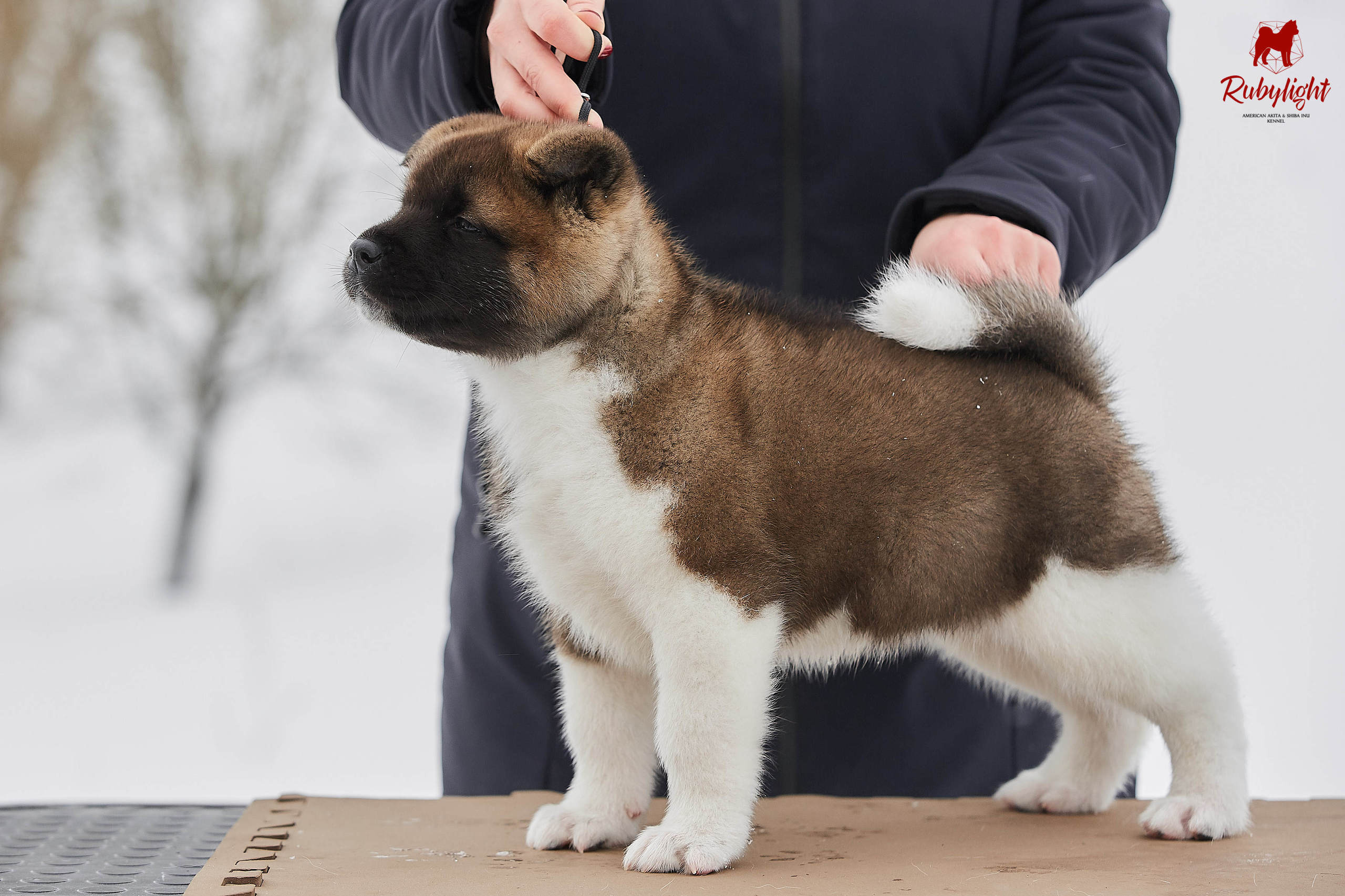 Американская акита щенки питомник Рубилайт RUBYLIGHT