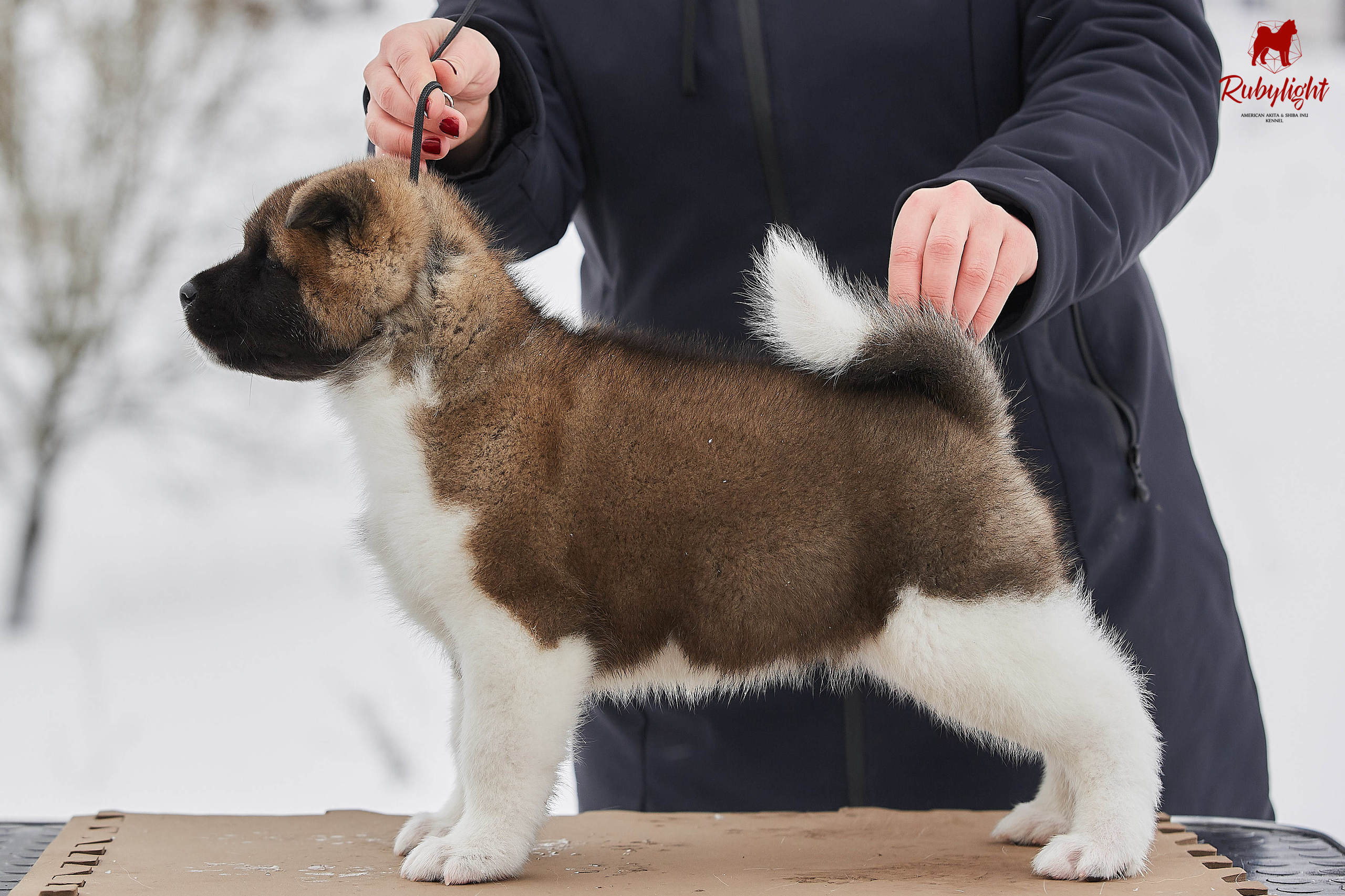 Американская акита щенки питомник Рубилайт RUBYLIGHT