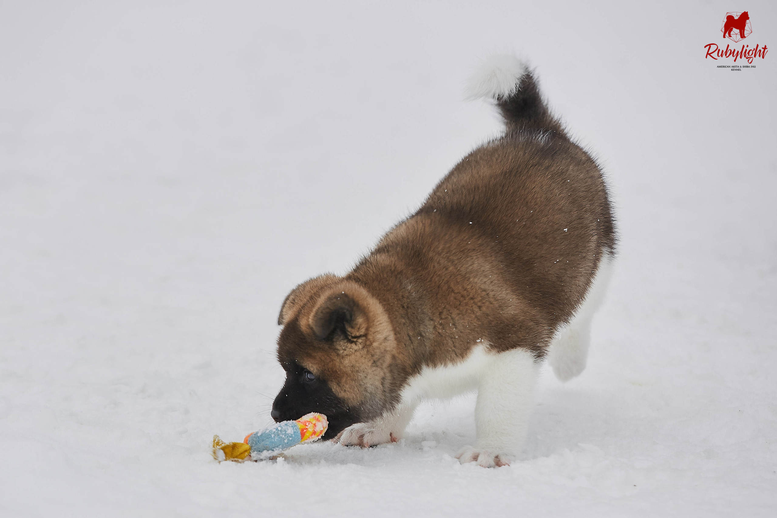 Американская акита щенки питомник Рубилайт RUBYLIGHT