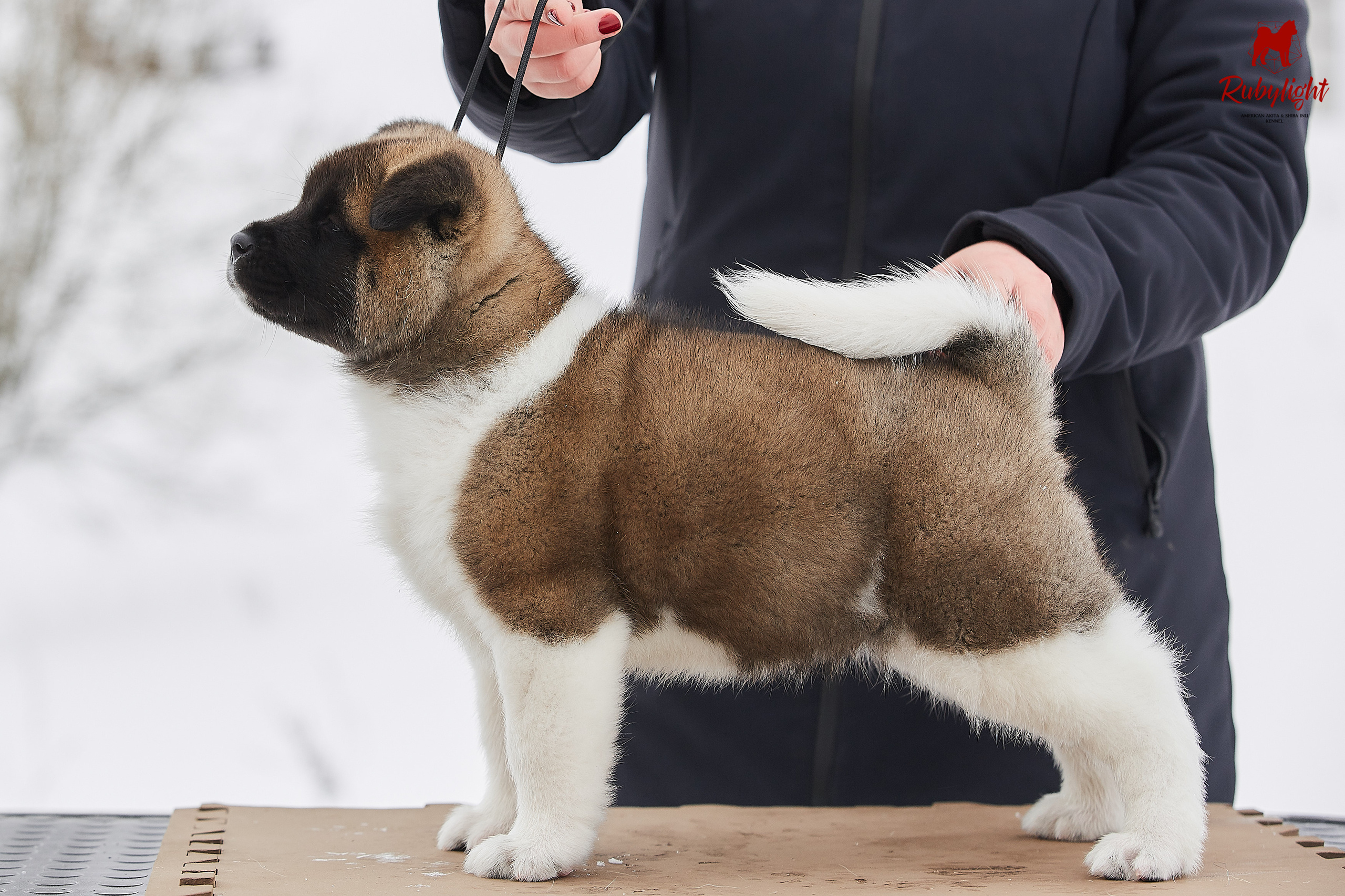 Американская акита щенки питомник Рубилайт RUBYLIGHT