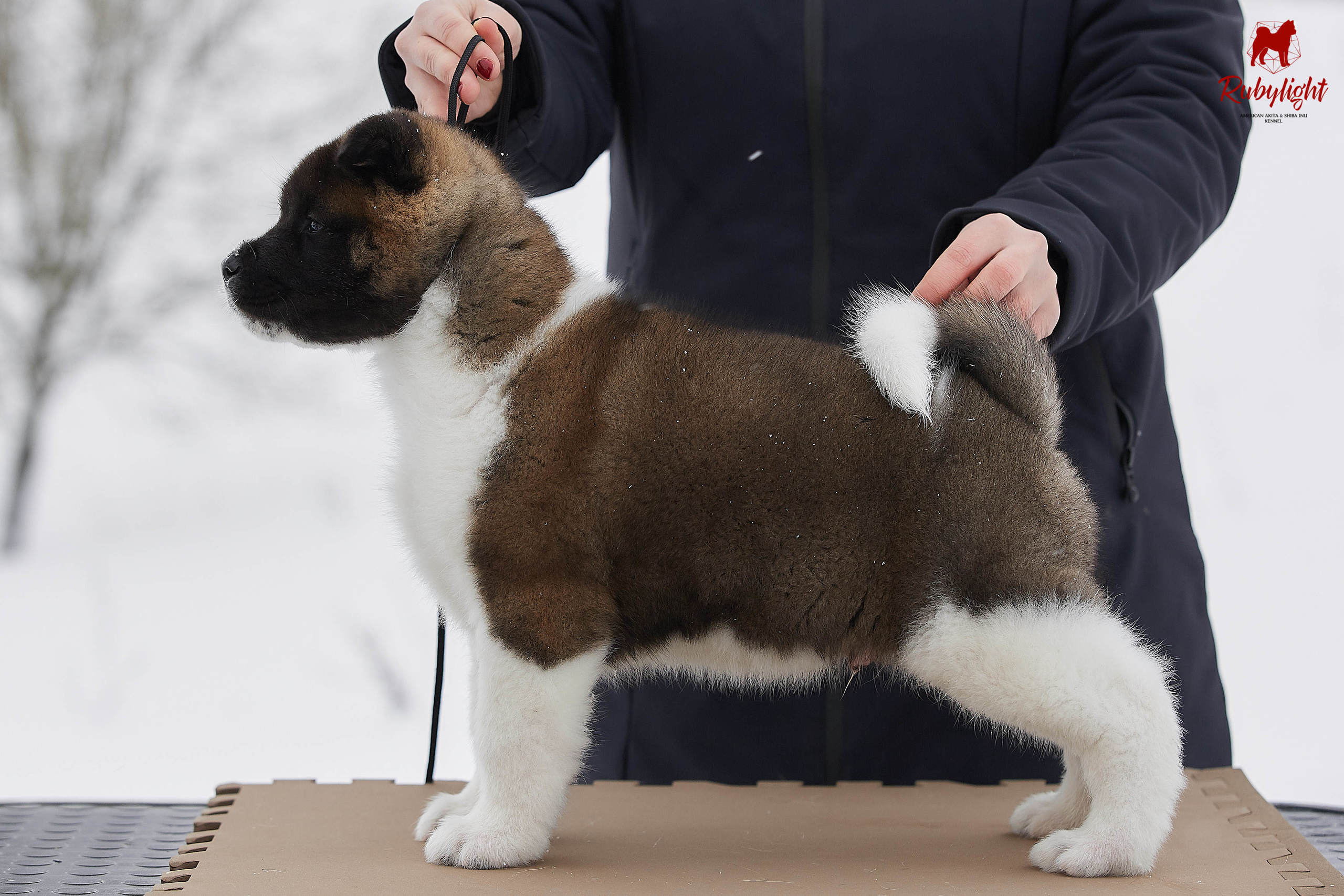 Американская акита щенки питомник Рубилайт RUBYLIGHT