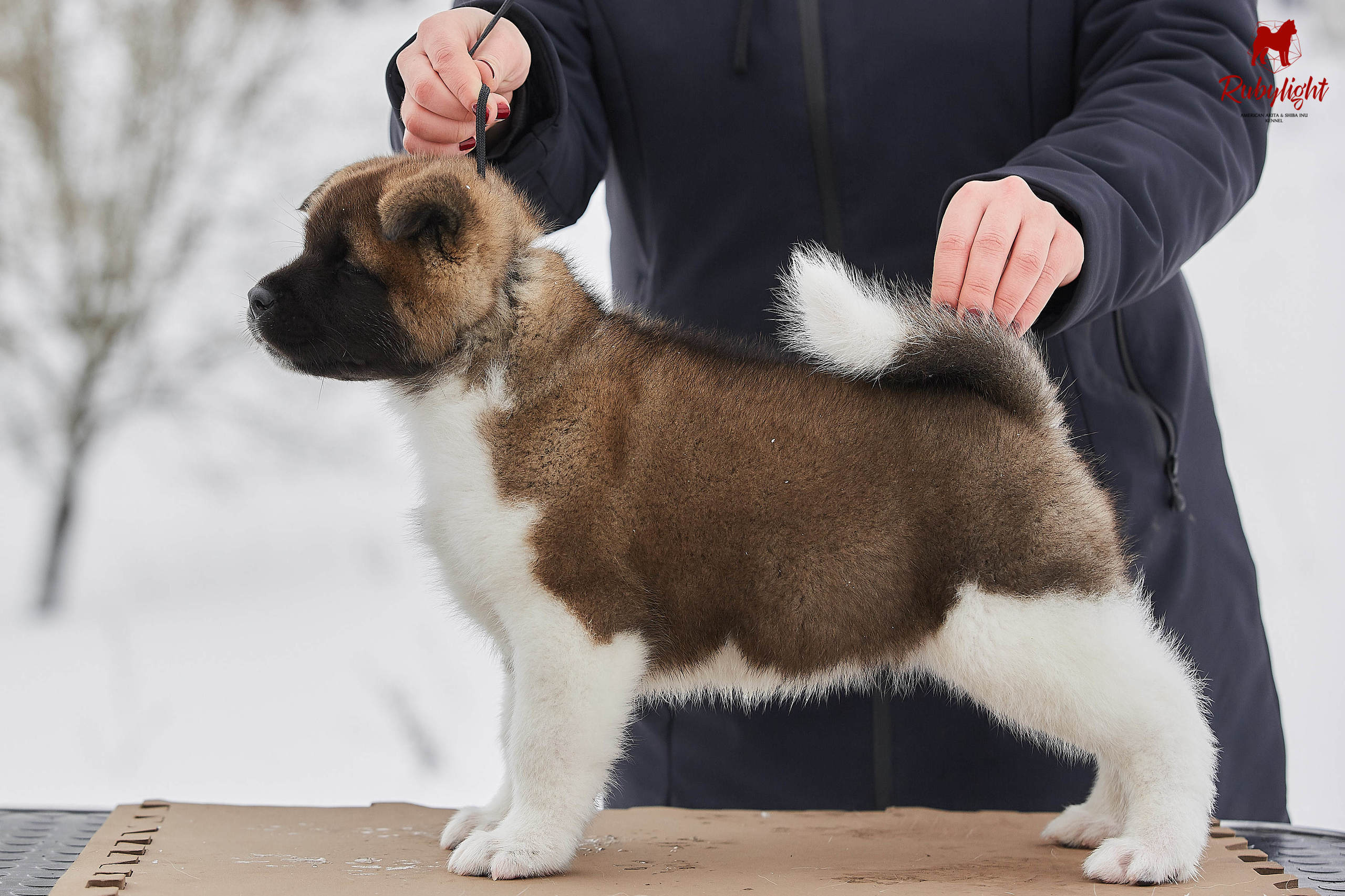 Американская акита щенки питомник Рубилайт RUBYLIGHT