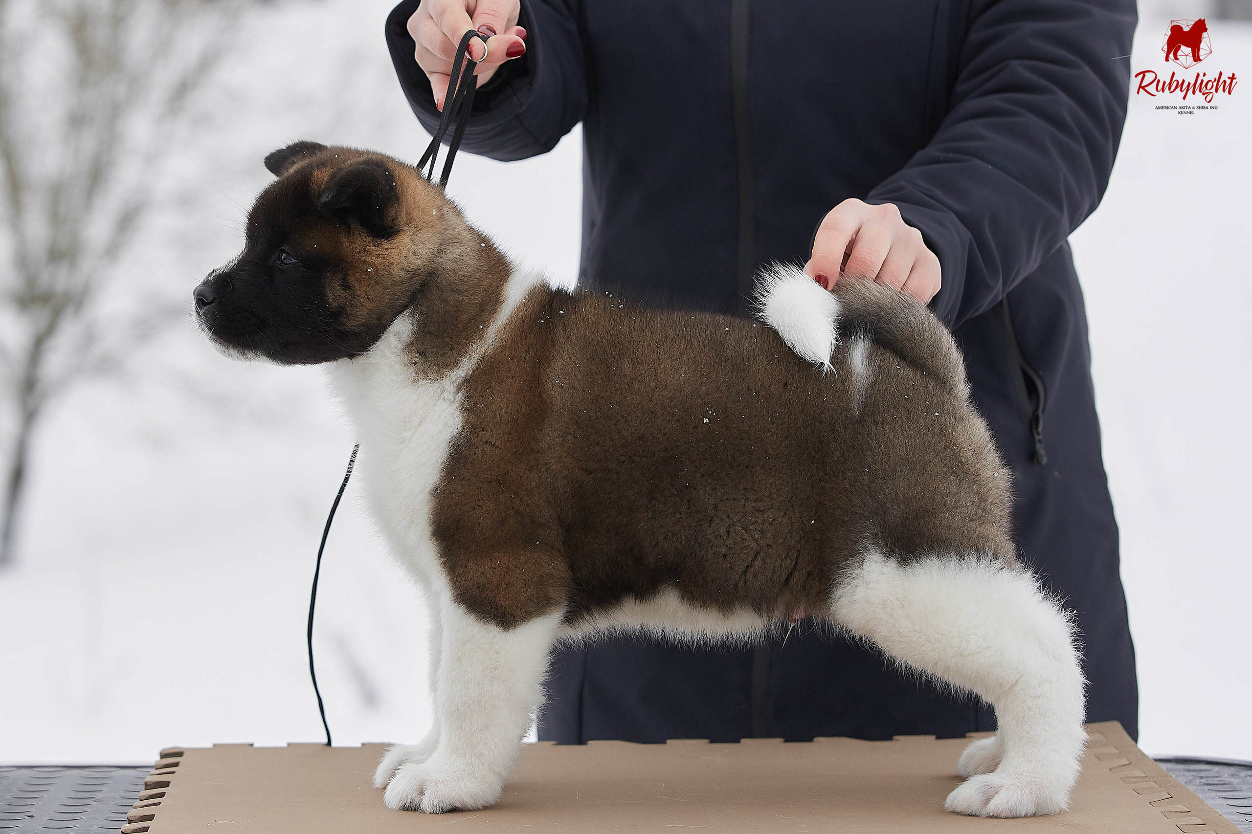 Американская акита щенки питомник Рубилайт RUBYLIGHT