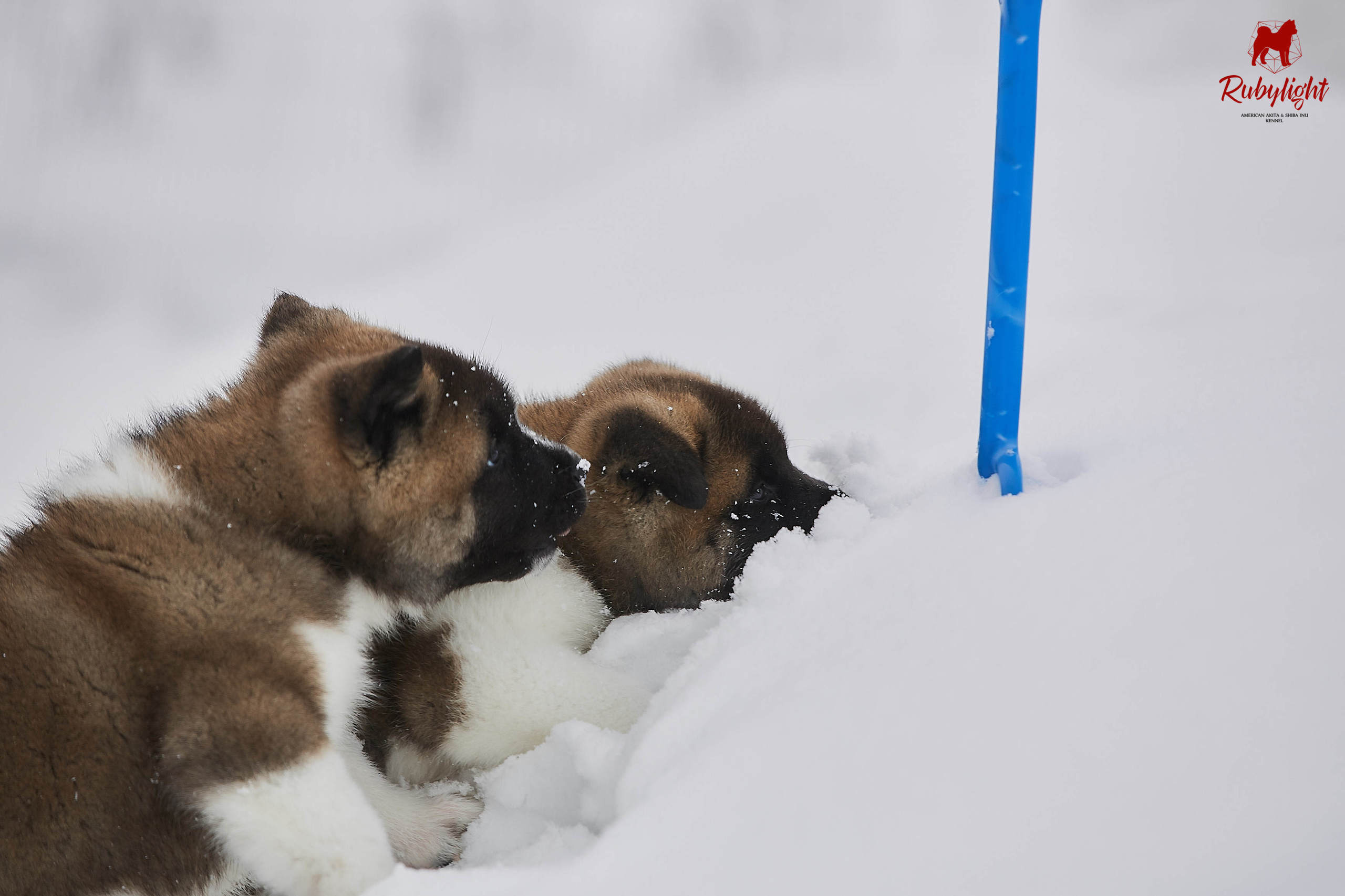 Американская акита щенки питомник Рубилайт RUBYLIGHT