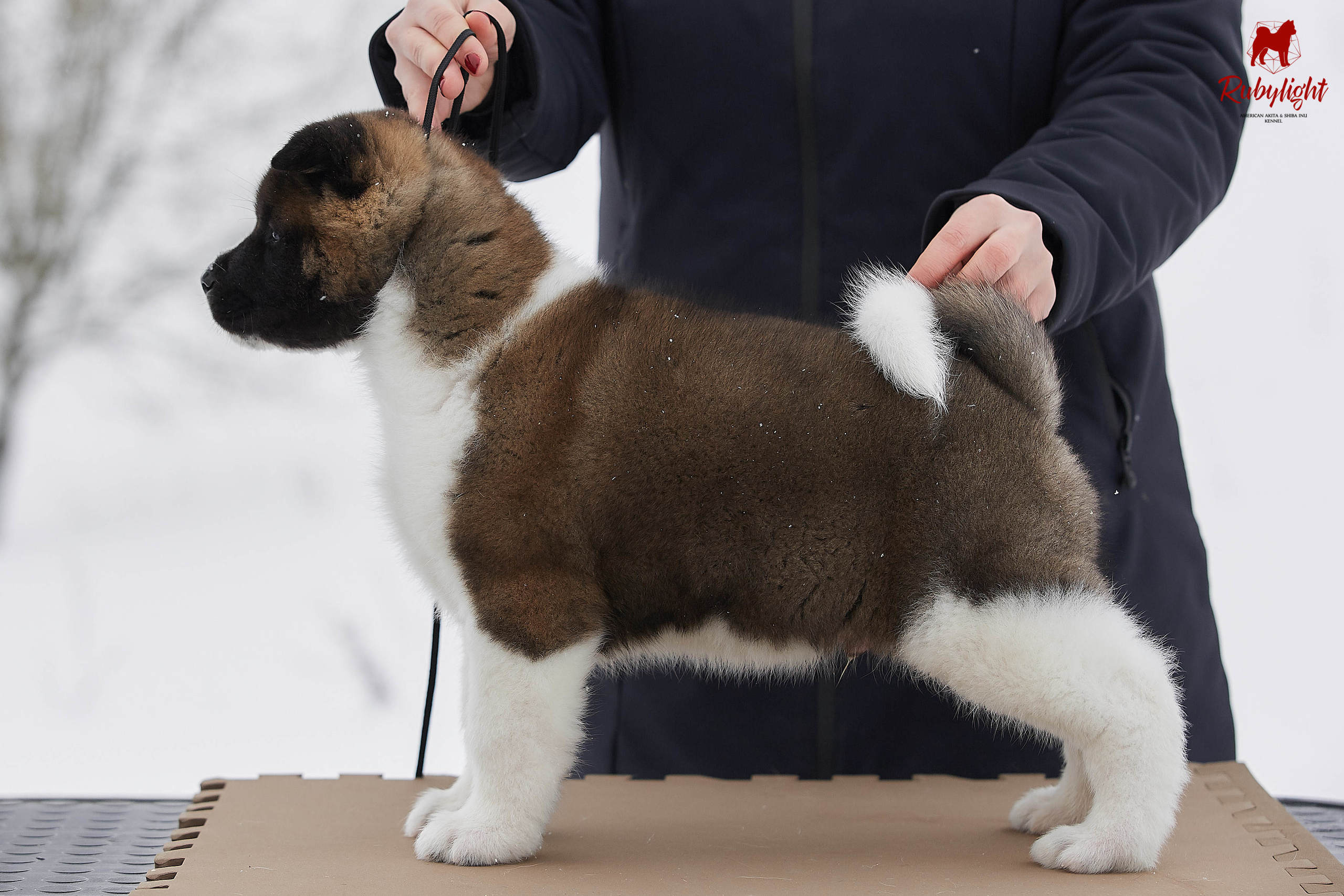 Американская акита щенки питомник Рубилайт RUBYLIGHT