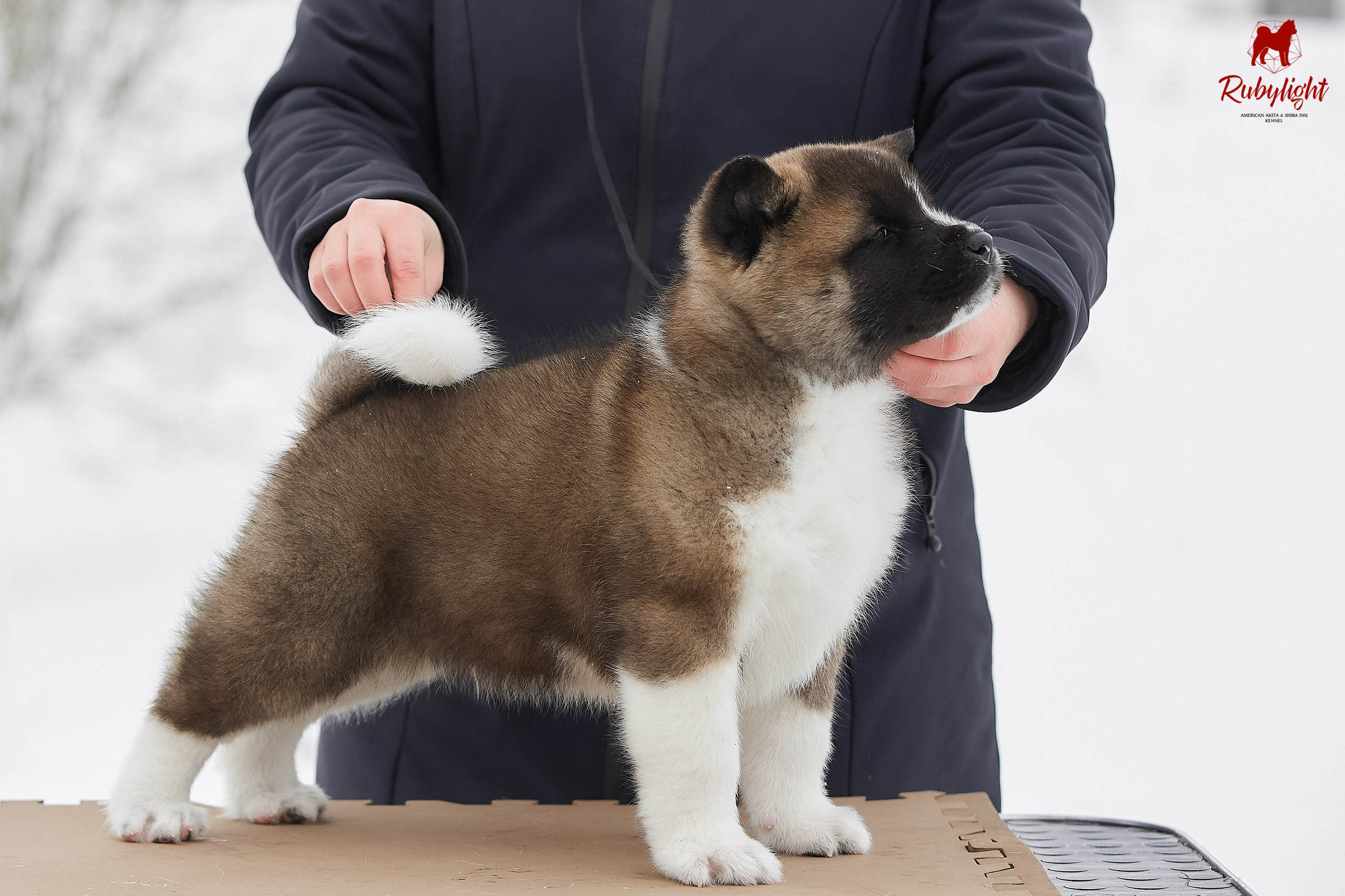 Американская акита щенки питомник Рубилайт RUBYLIGHT