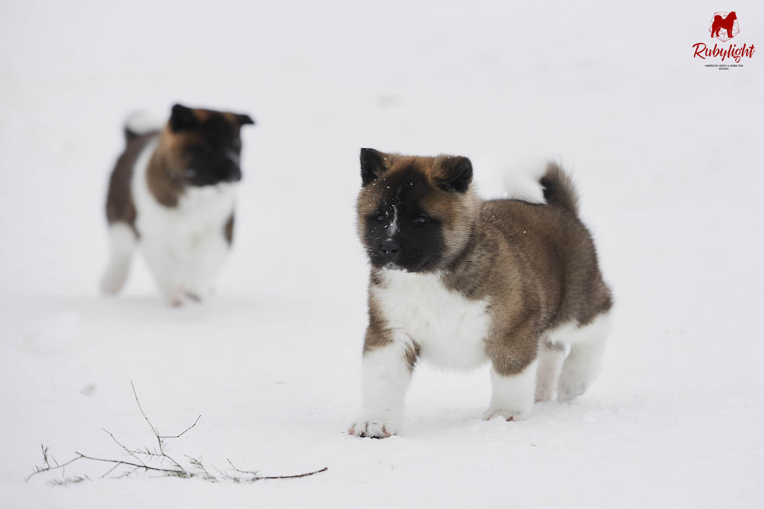 Американская акита щенки питомник Рубилайт RUBYLIGHT