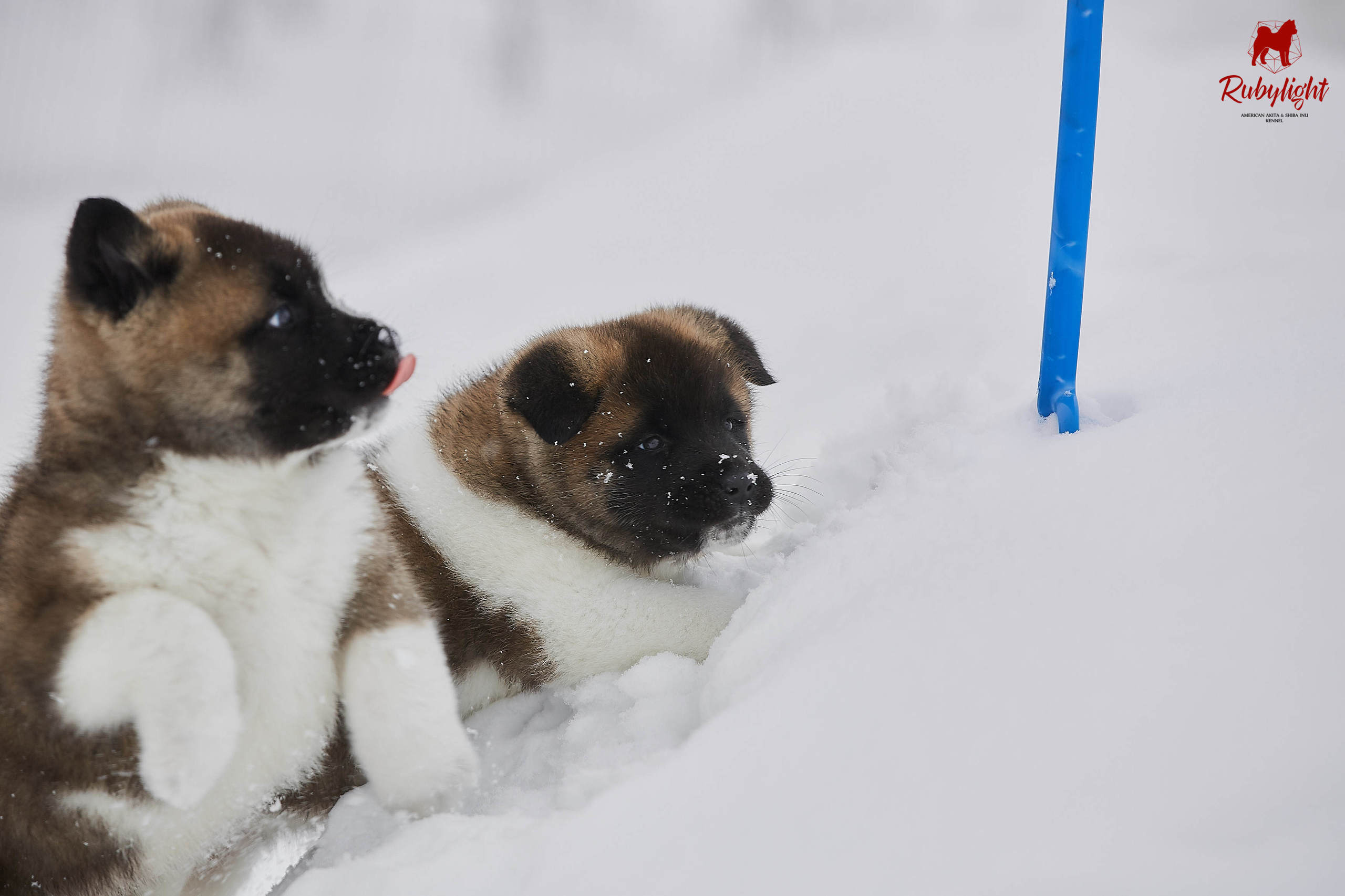 Американская акита щенки питомник Рубилайт RUBYLIGHT