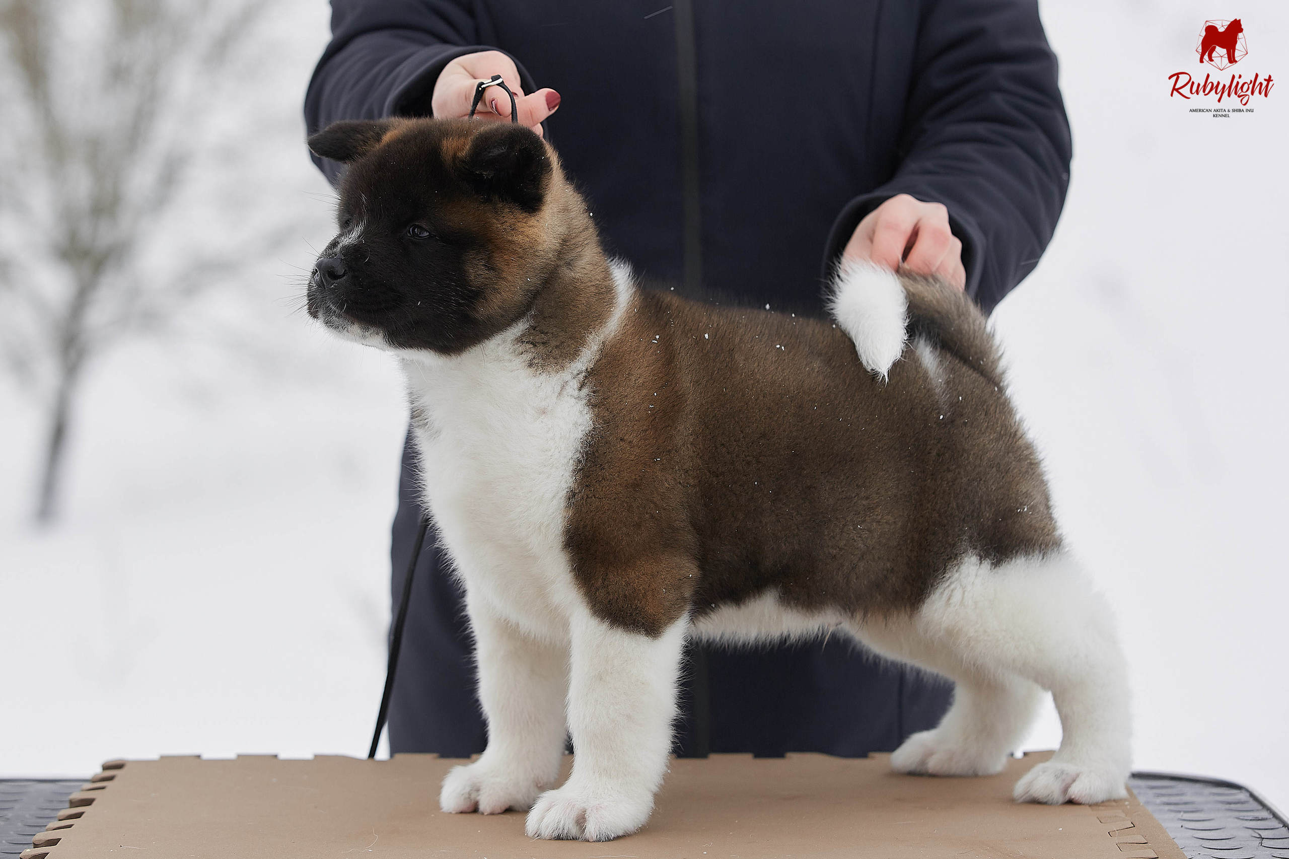 Американская акита щенки питомник Рубилайт RUBYLIGHT