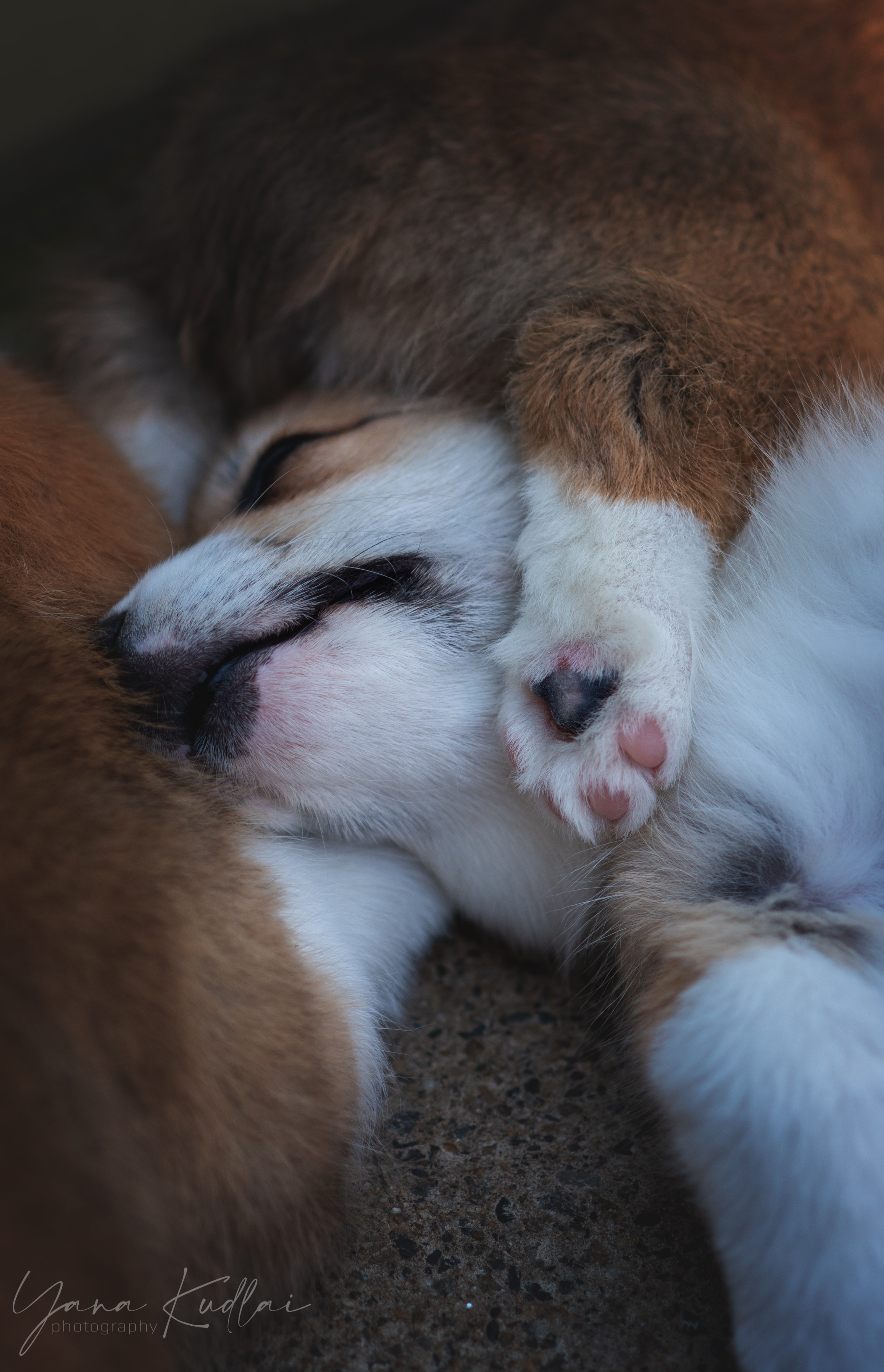 Малышарики корги). Фотограф анималист Ставрополь Яна Кудлай