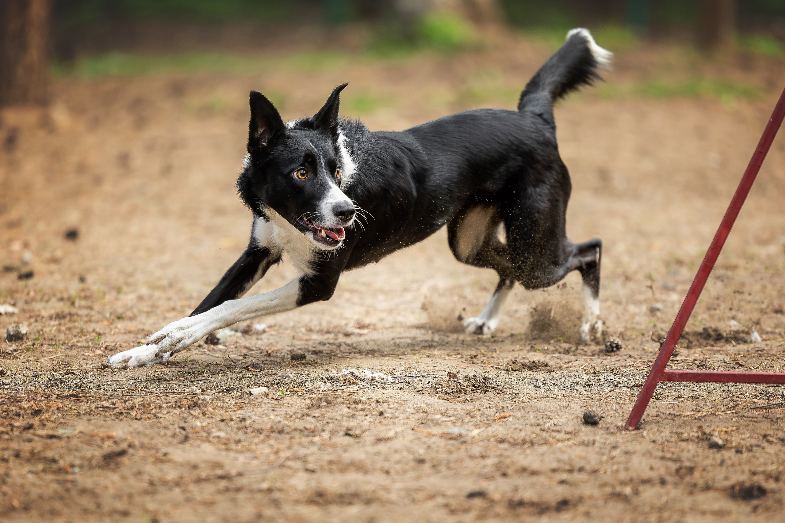 Тренировка аджилити. Фотограф Анималист в Перми Анастасия Остерман