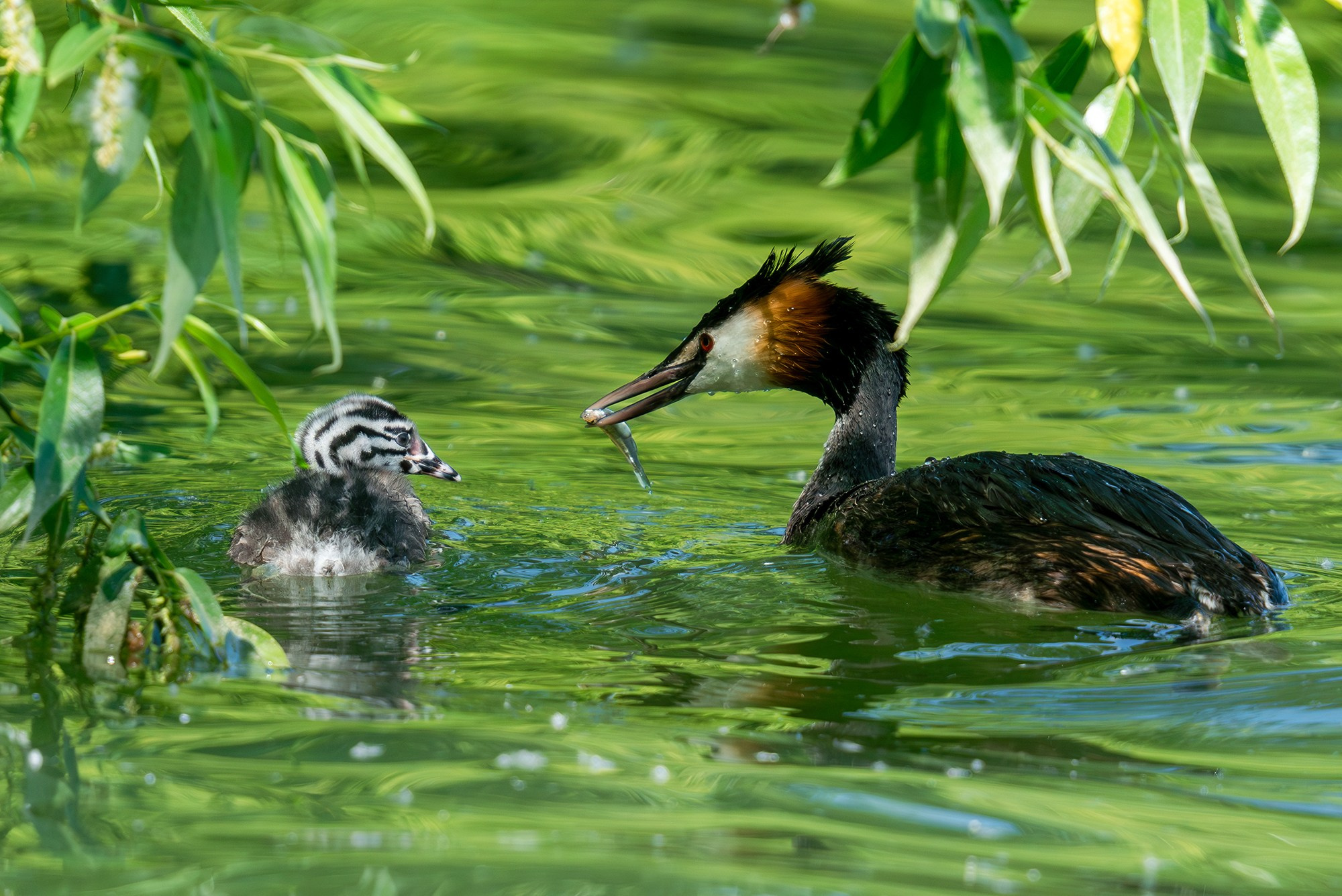 Удивительные мир птиц. Вокруг нас столько прекрасного — присмотритесь!. Ваш личный фотограф Марина Волкова