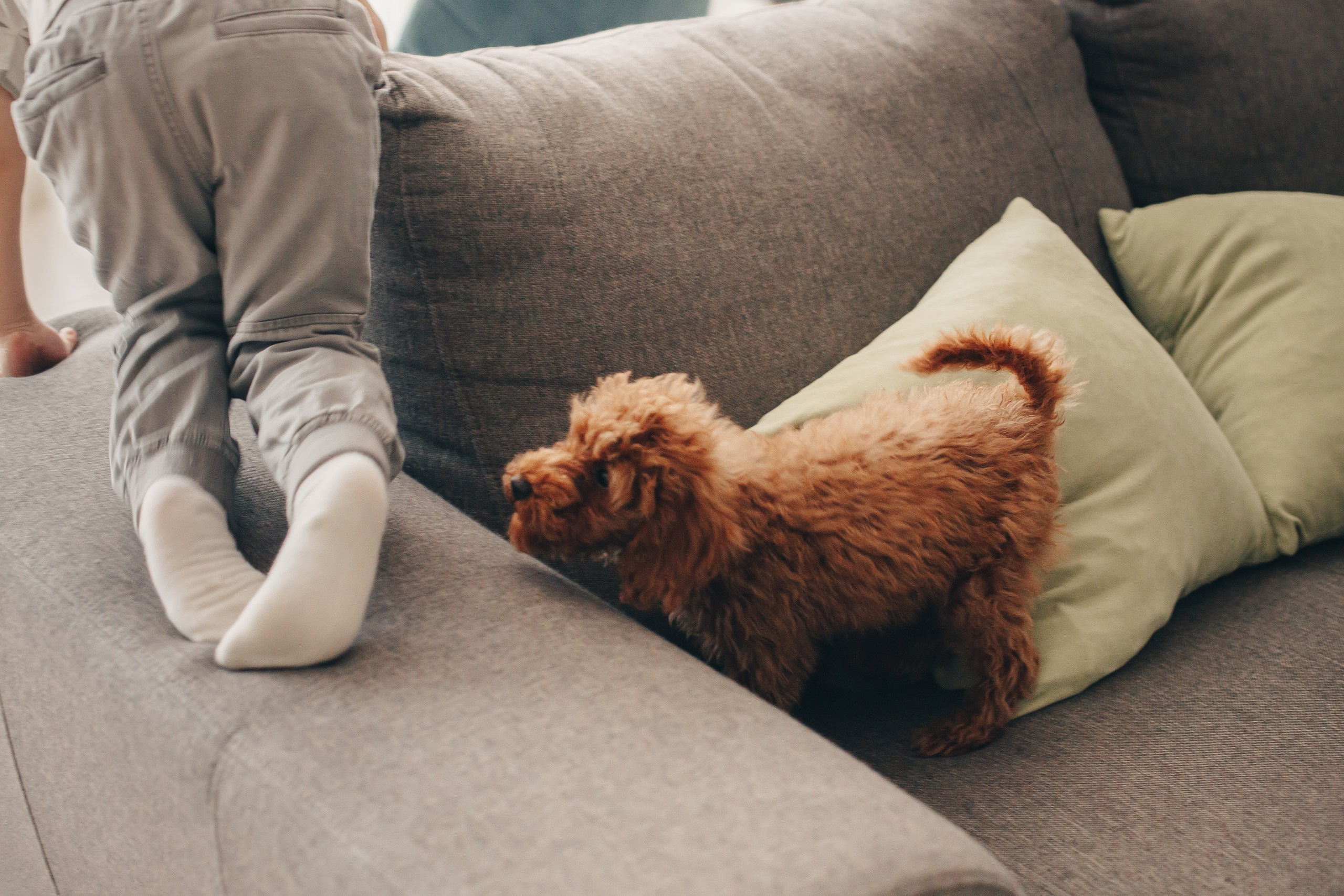 Семейная фотосессия со щенком. Фотограф Евгения Мальцева, Архангельск