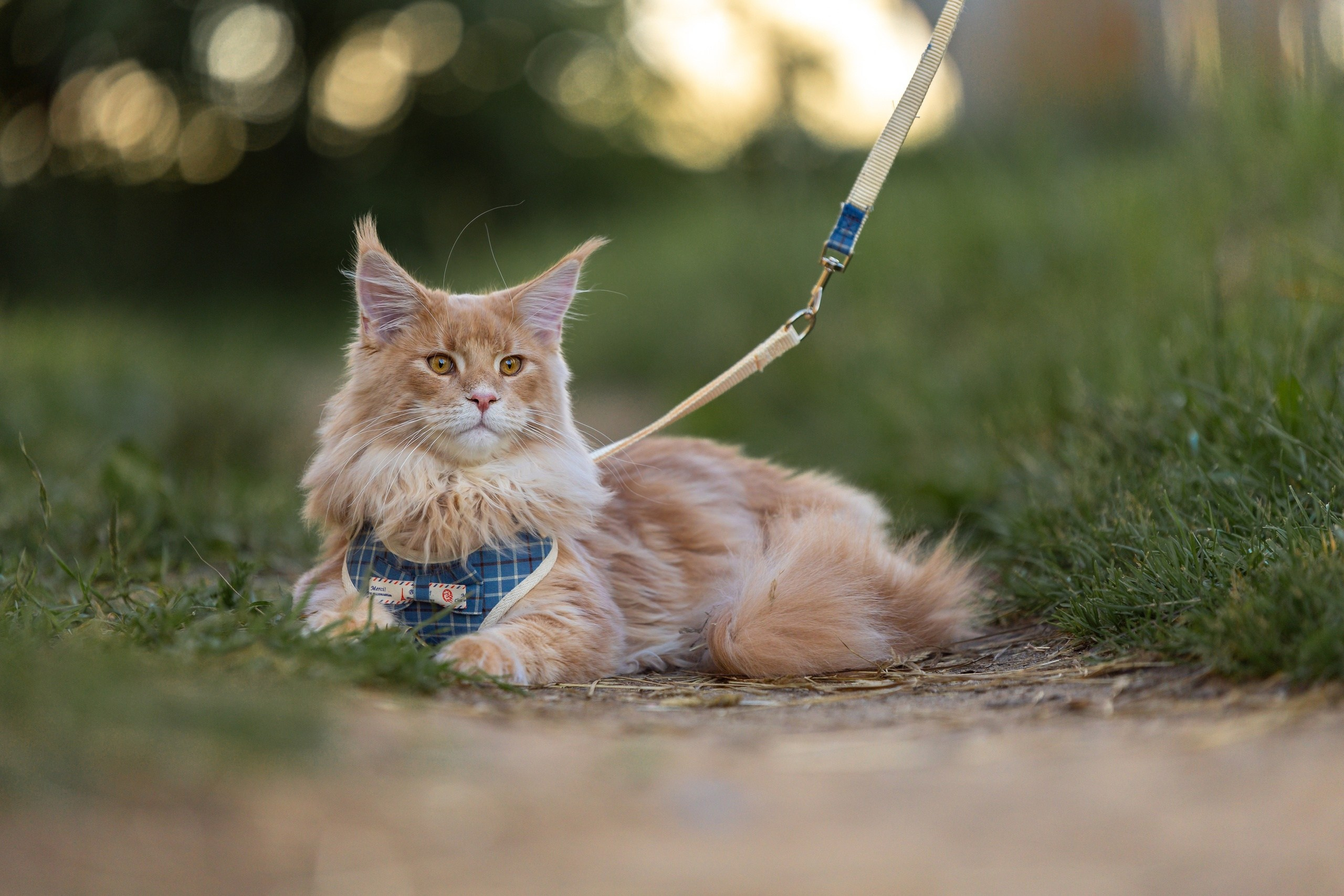 Четвероногие друзья. Репортажный, семейный, школьный фотограф в Иванове Инна Крылова
