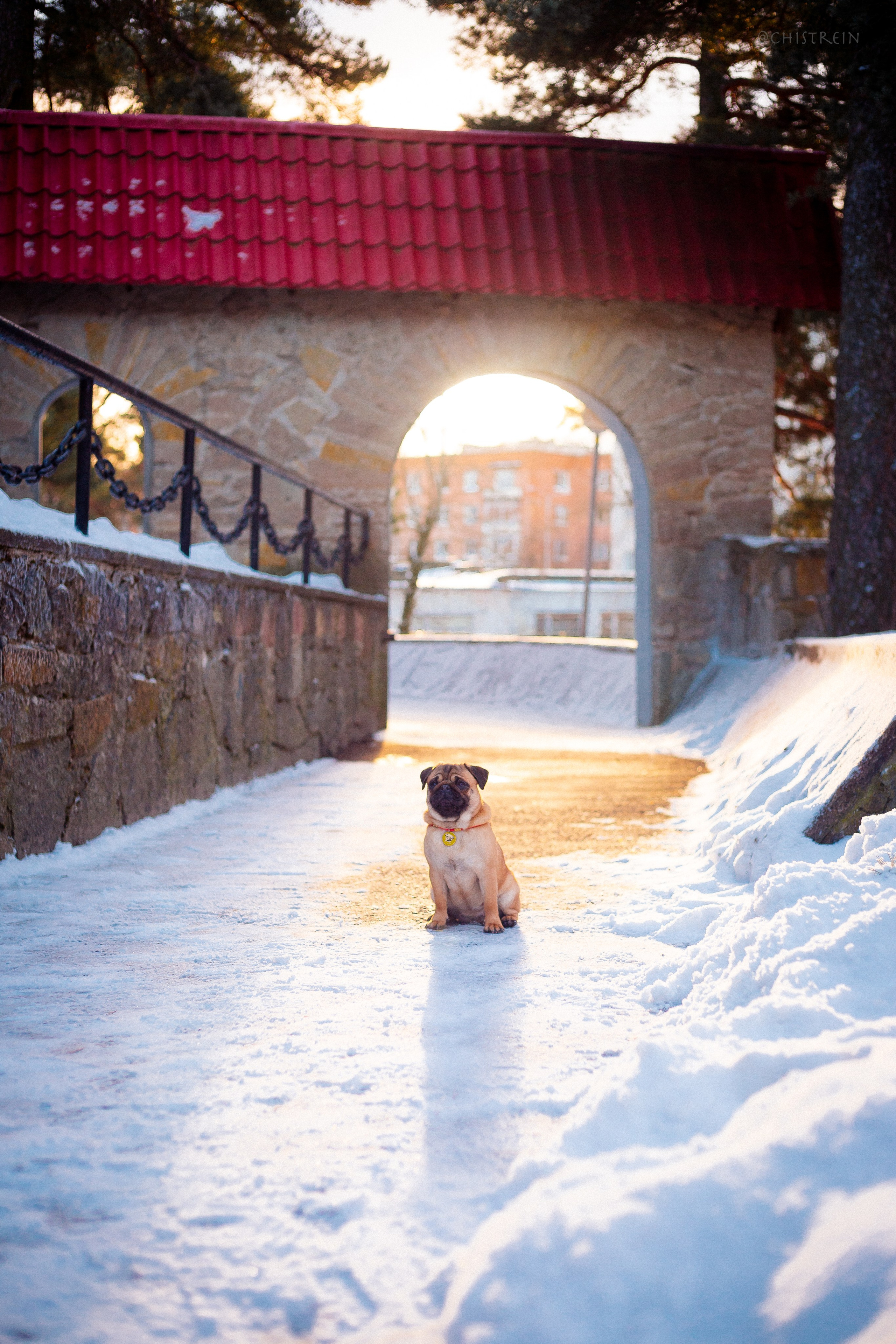 Новогоднее настроение. Роза. Фотограф-анималист Наталия Чистюхина в г. Сосновый Бор и ЛО