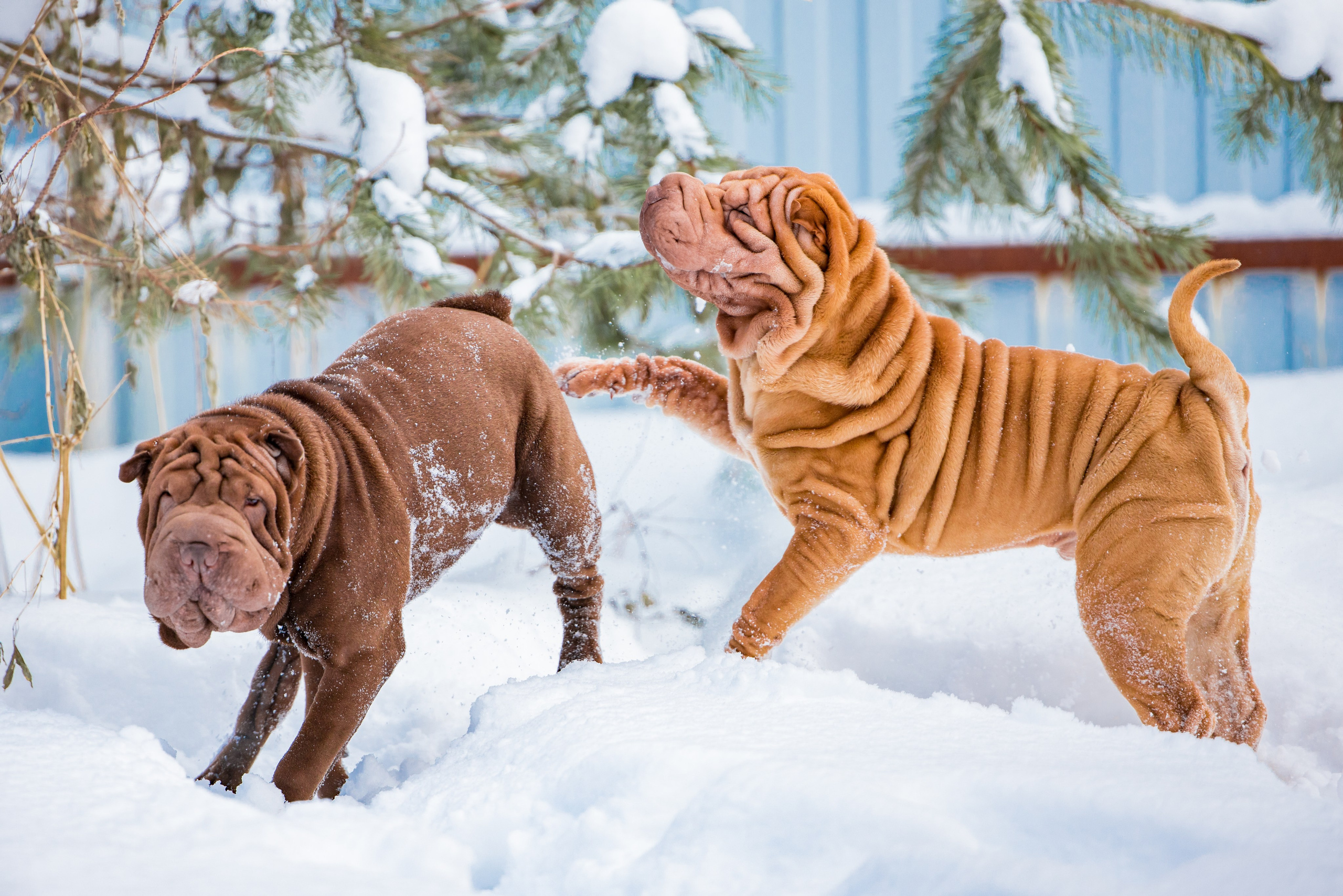 В гостях у шарпеев 16.01.2024. Фотограф-анималист Юлия Германика