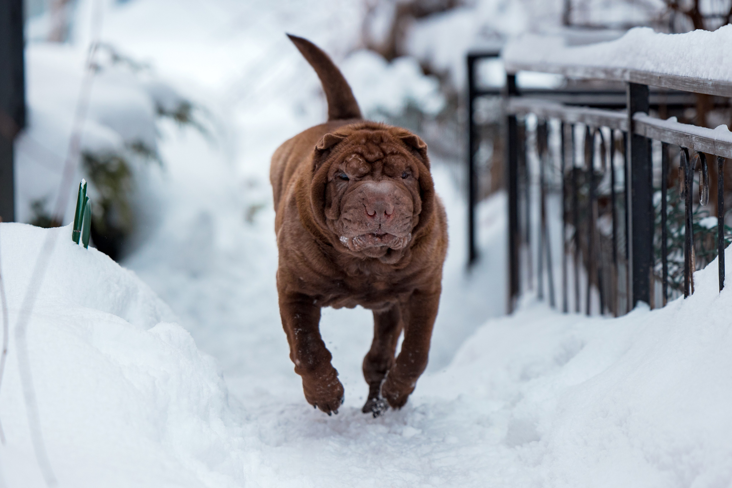 В гостях у шарпеев 16.01.2024. Фотограф-анималист Юлия Германика