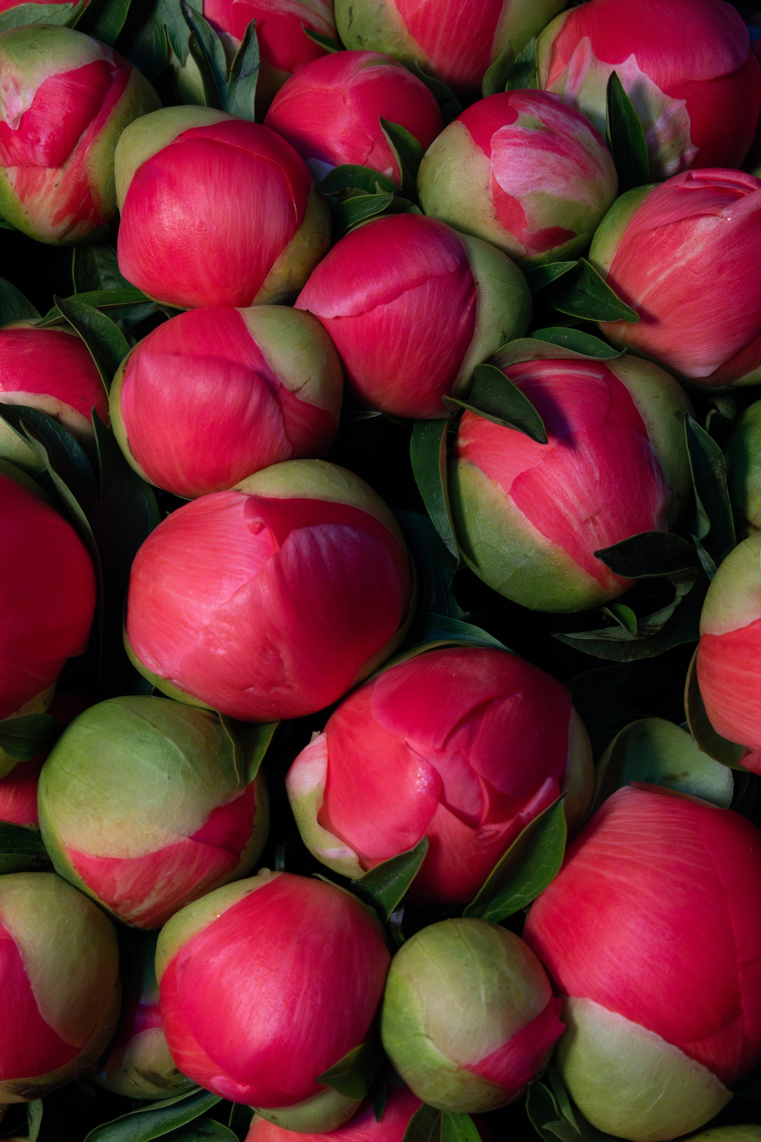 Flower warehouse. Фотограф Дарья Карпенко