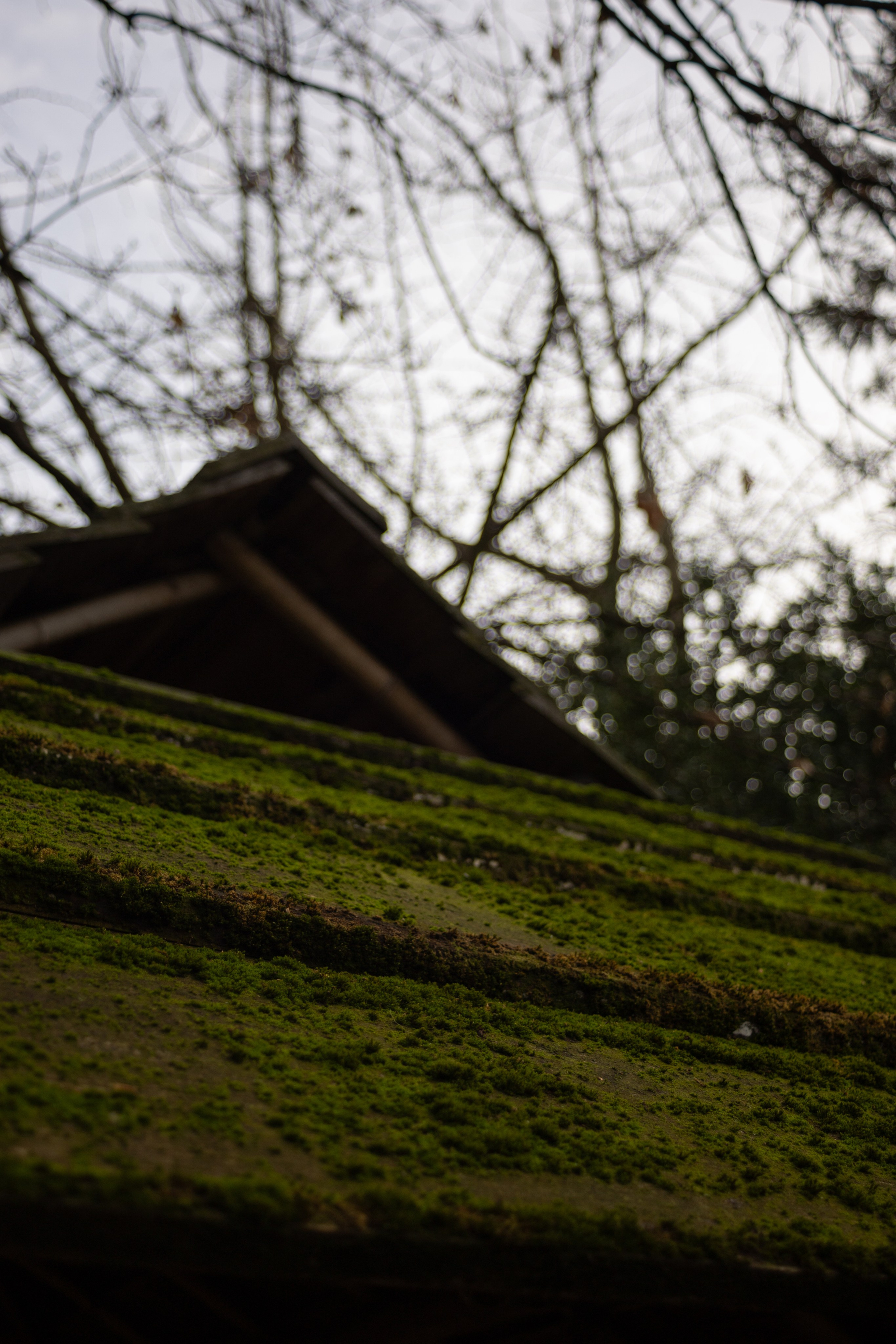Tea exhibition, Prague. Magic photos