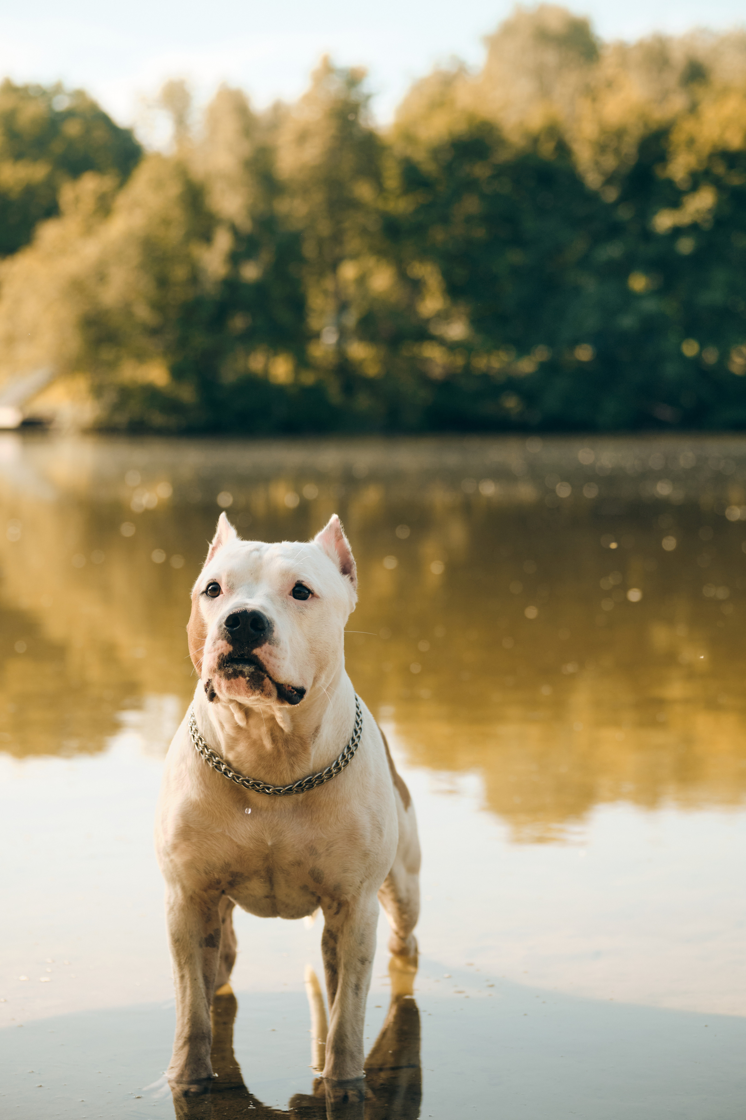 Фото с животными альбом. Фотограф в Москве — Галунина Кристина