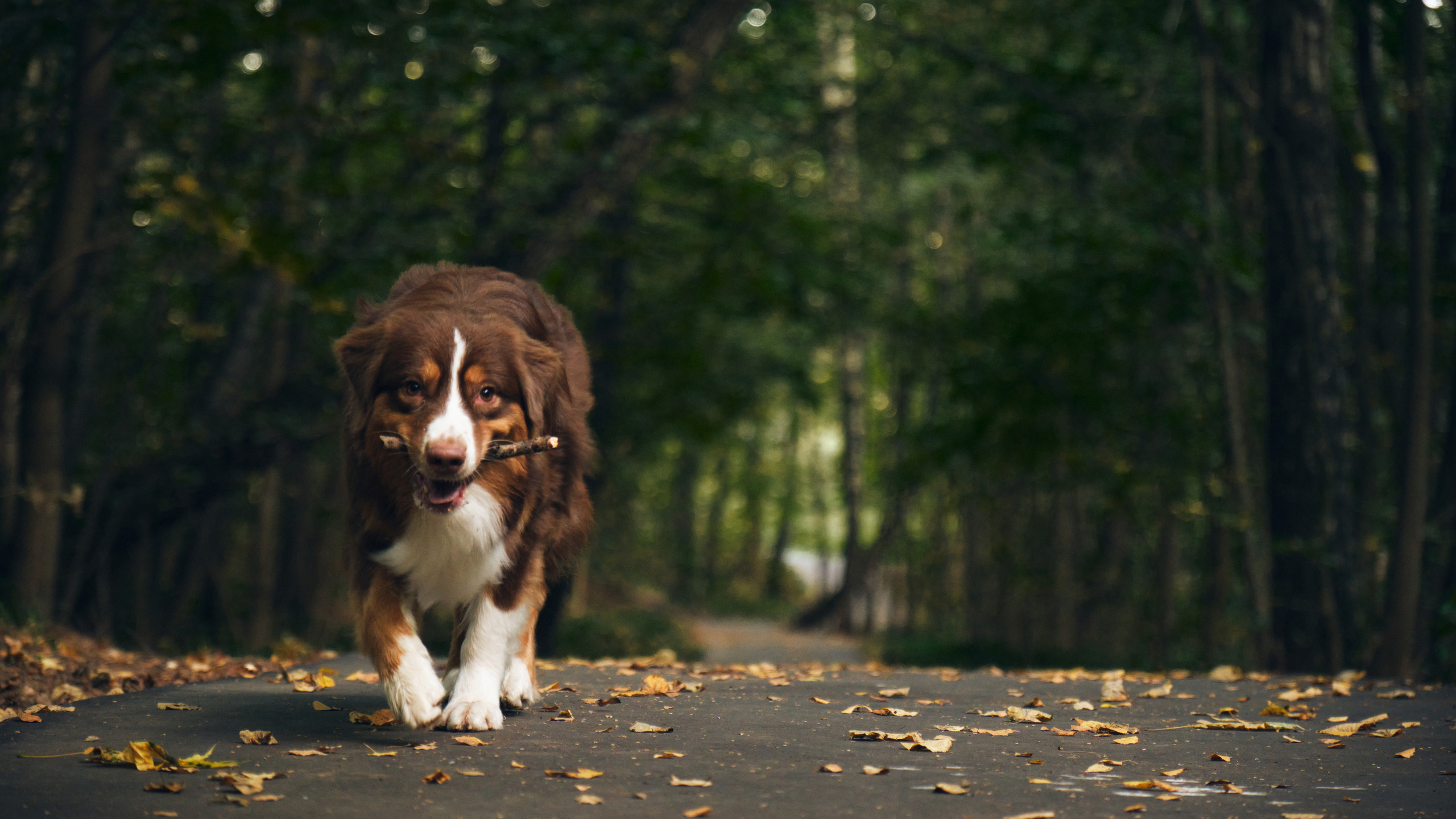 Фото с животными альбом. Фотограф в Москве — Галунина Кристина