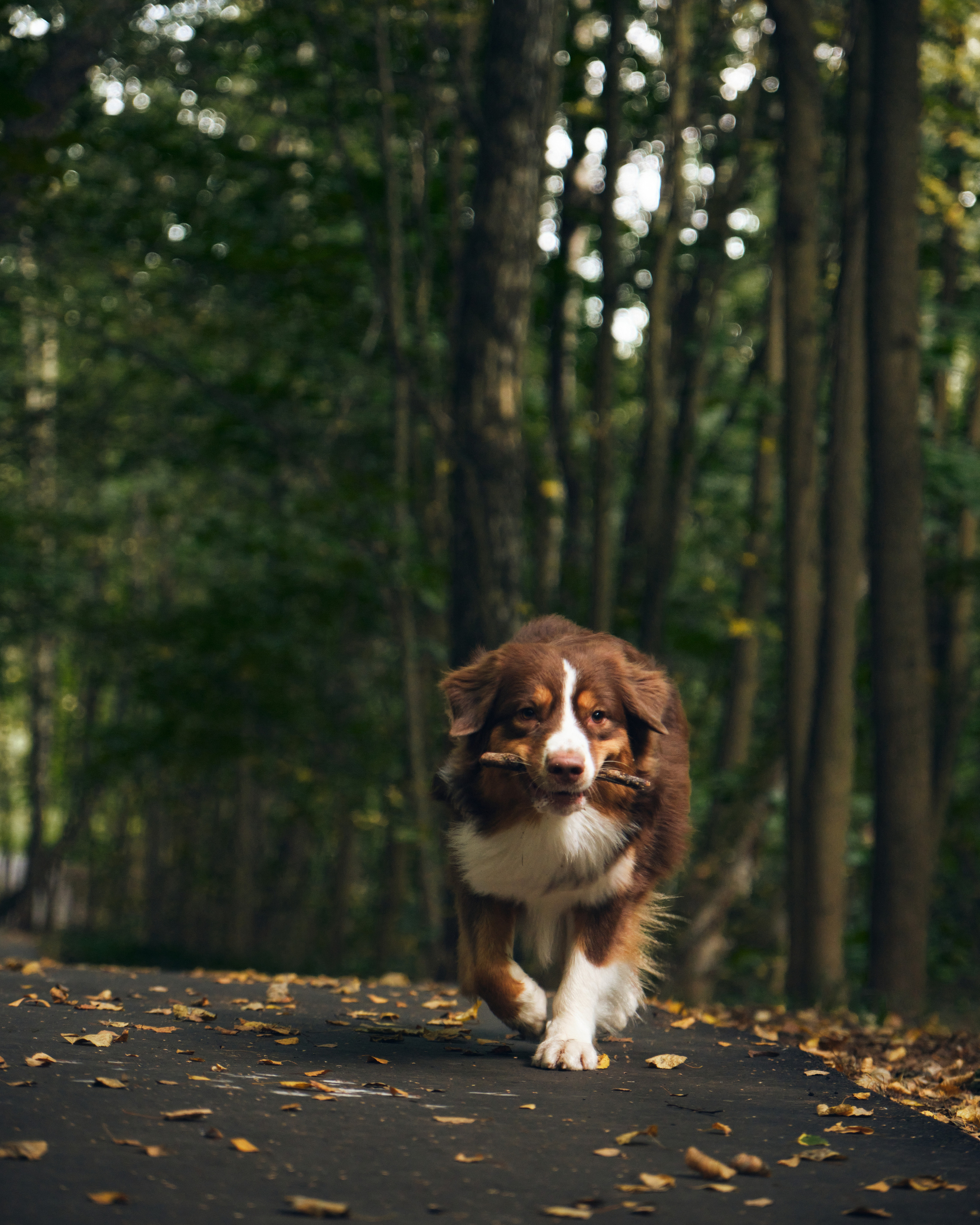 Джарвис и Клевер. Фотограф в Москве — Галунина Кристина