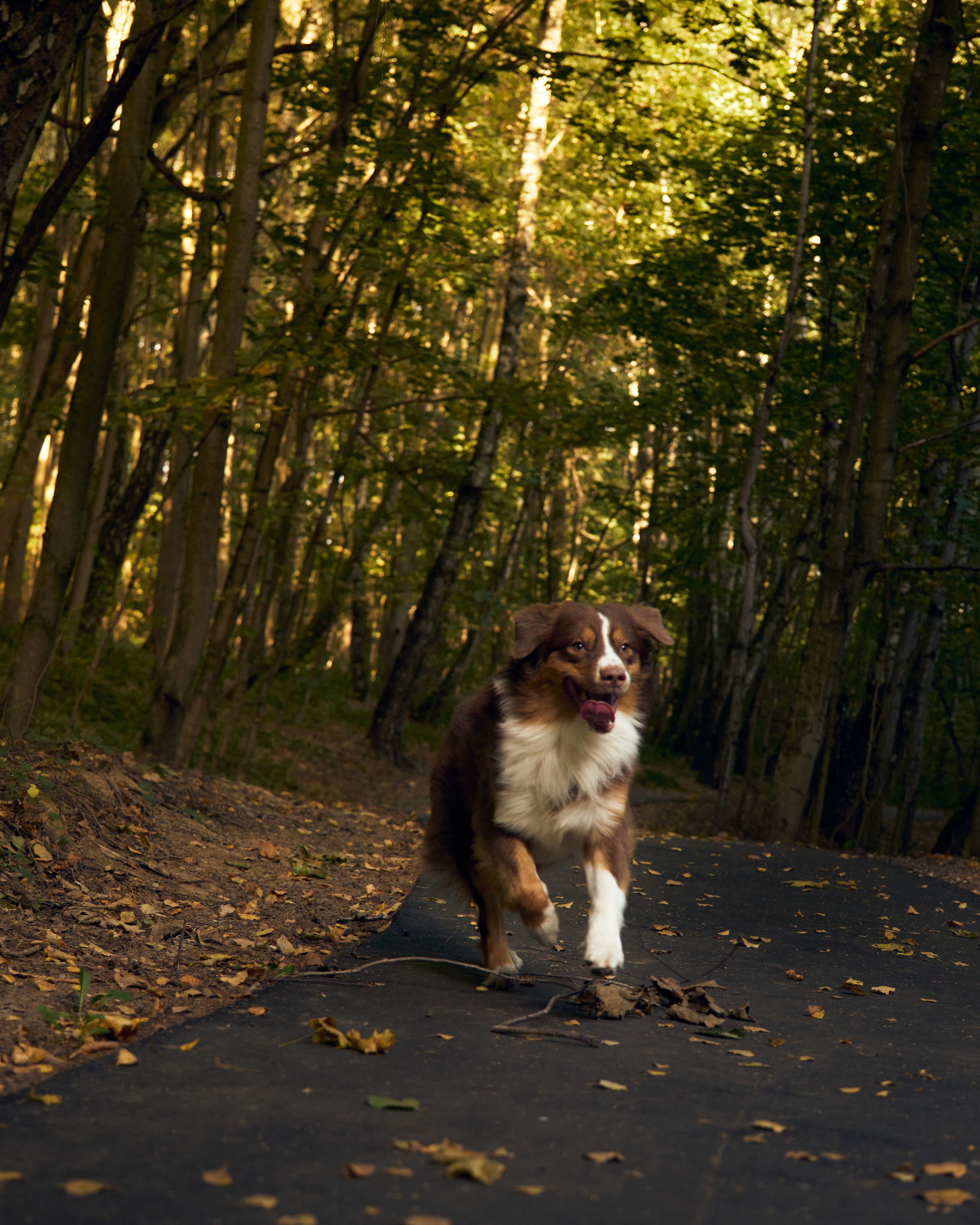 Джарвис и Клевер. Фотограф в Москве — Галунина Кристина