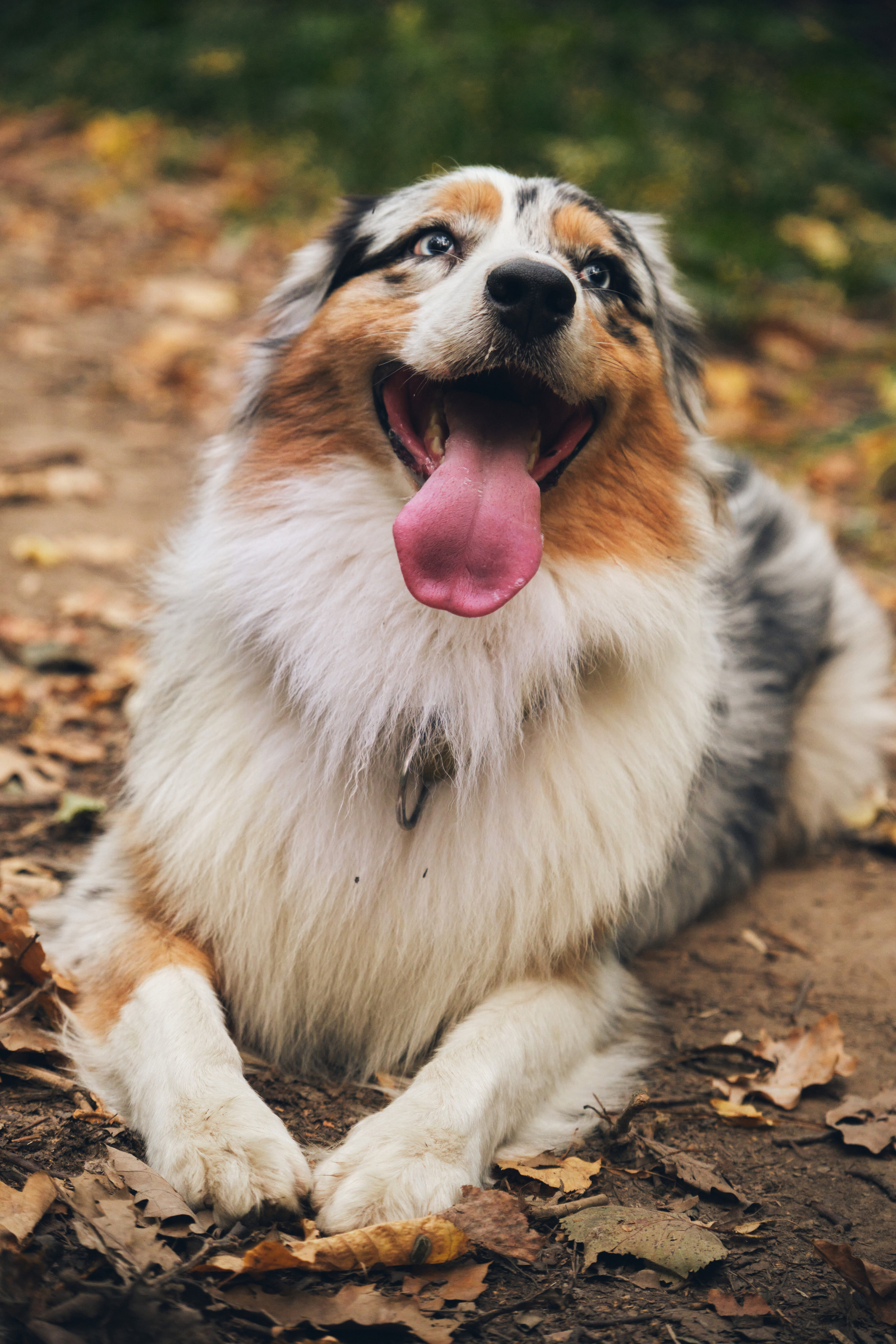 Джарвис и Клевер. Фотограф в Москве — Галунина Кристина