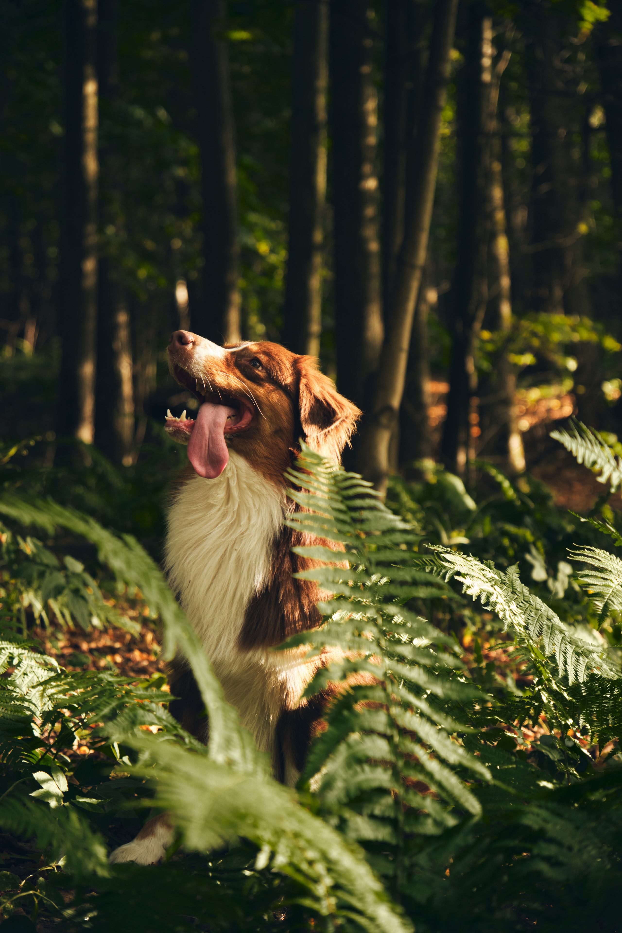 Фото с животными. Фотограф в Москве — Галунина Кристина