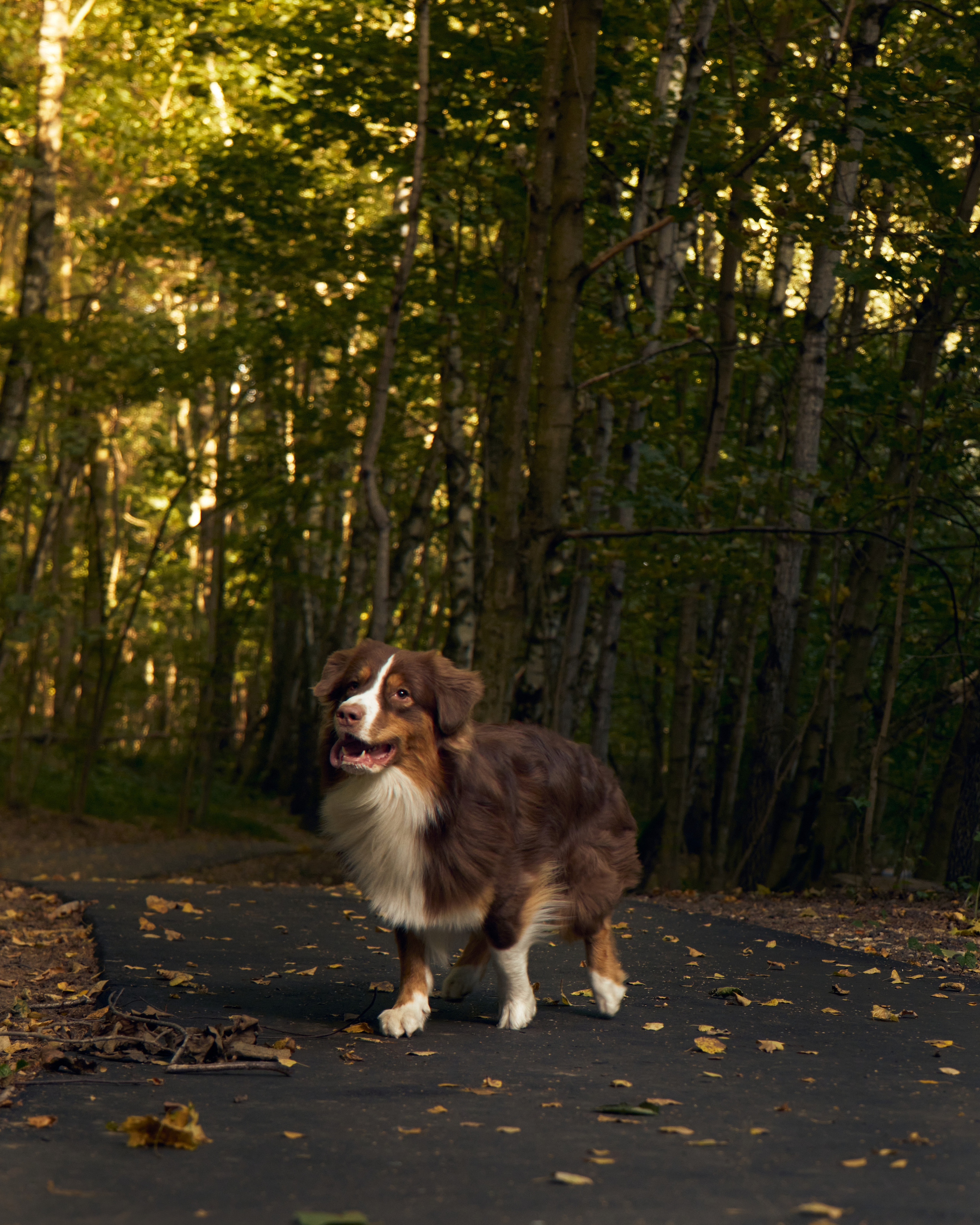 Джарвис и Клевер. Фотограф в Москве — Галунина Кристина