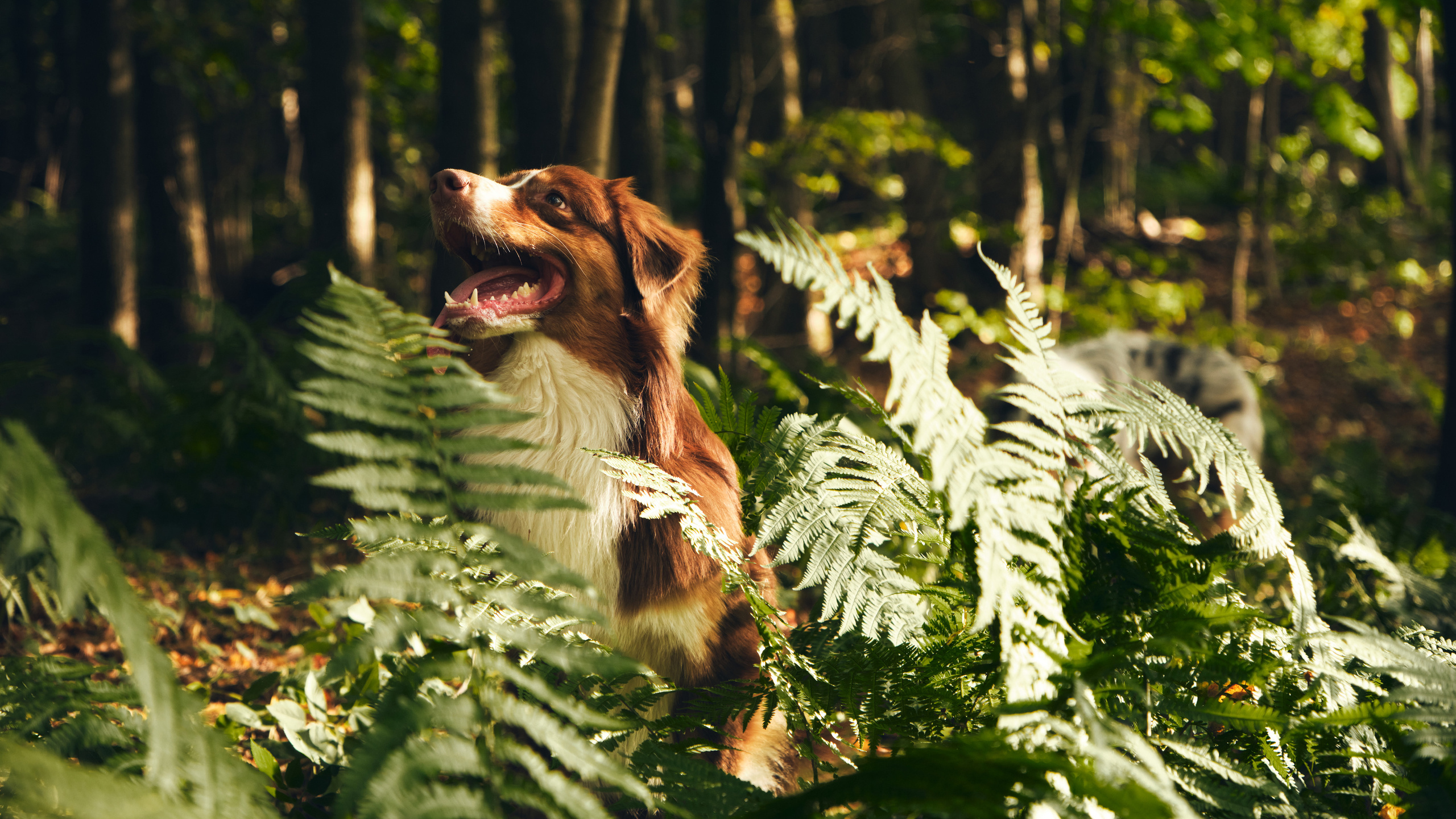 Джарвис и Клевер. Фотограф в Москве — Галунина Кристина