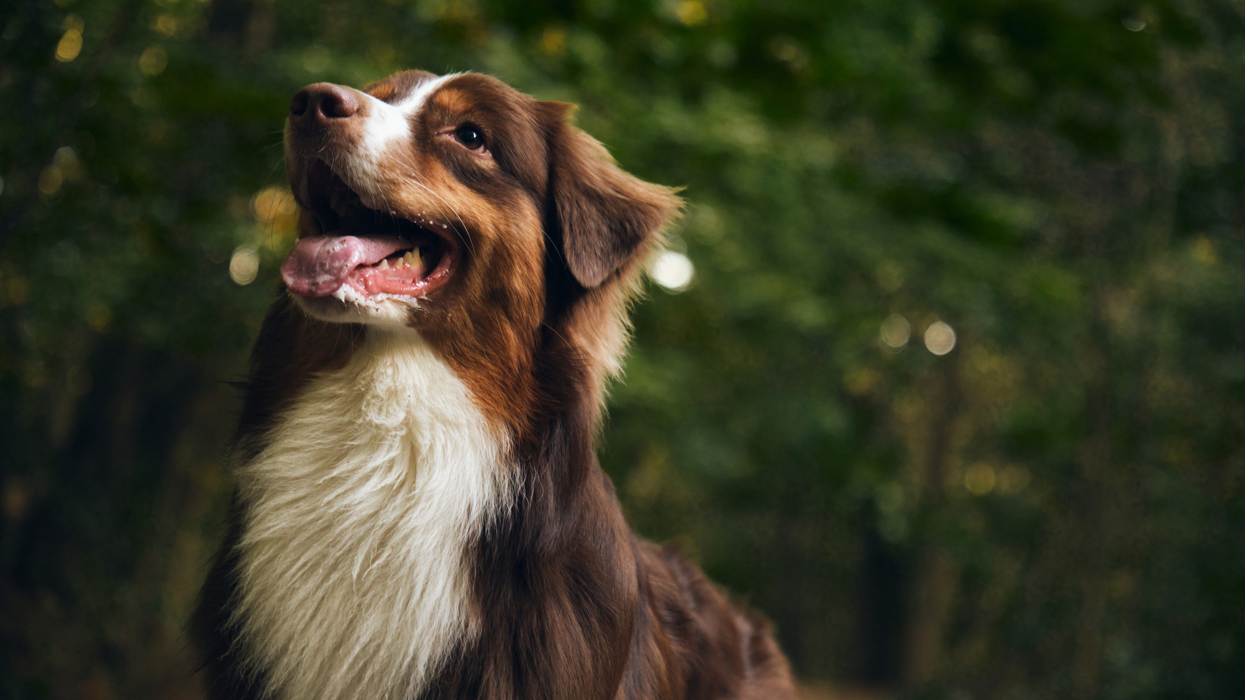 Джарвис и Клевер. Фотограф в Москве — Галунина Кристина