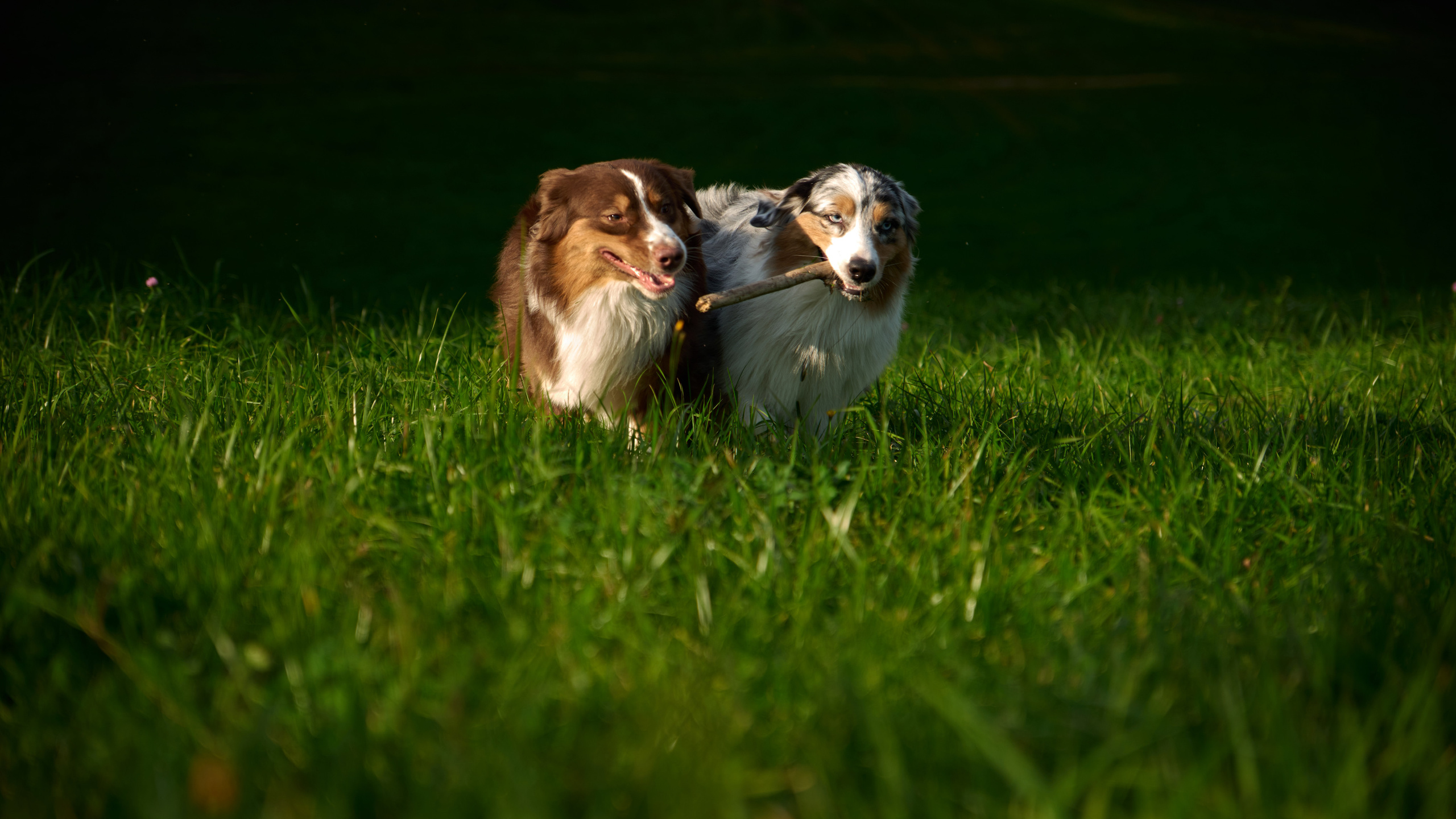 Джарвис и Клевер. Фотограф в Москве — Галунина Кристина