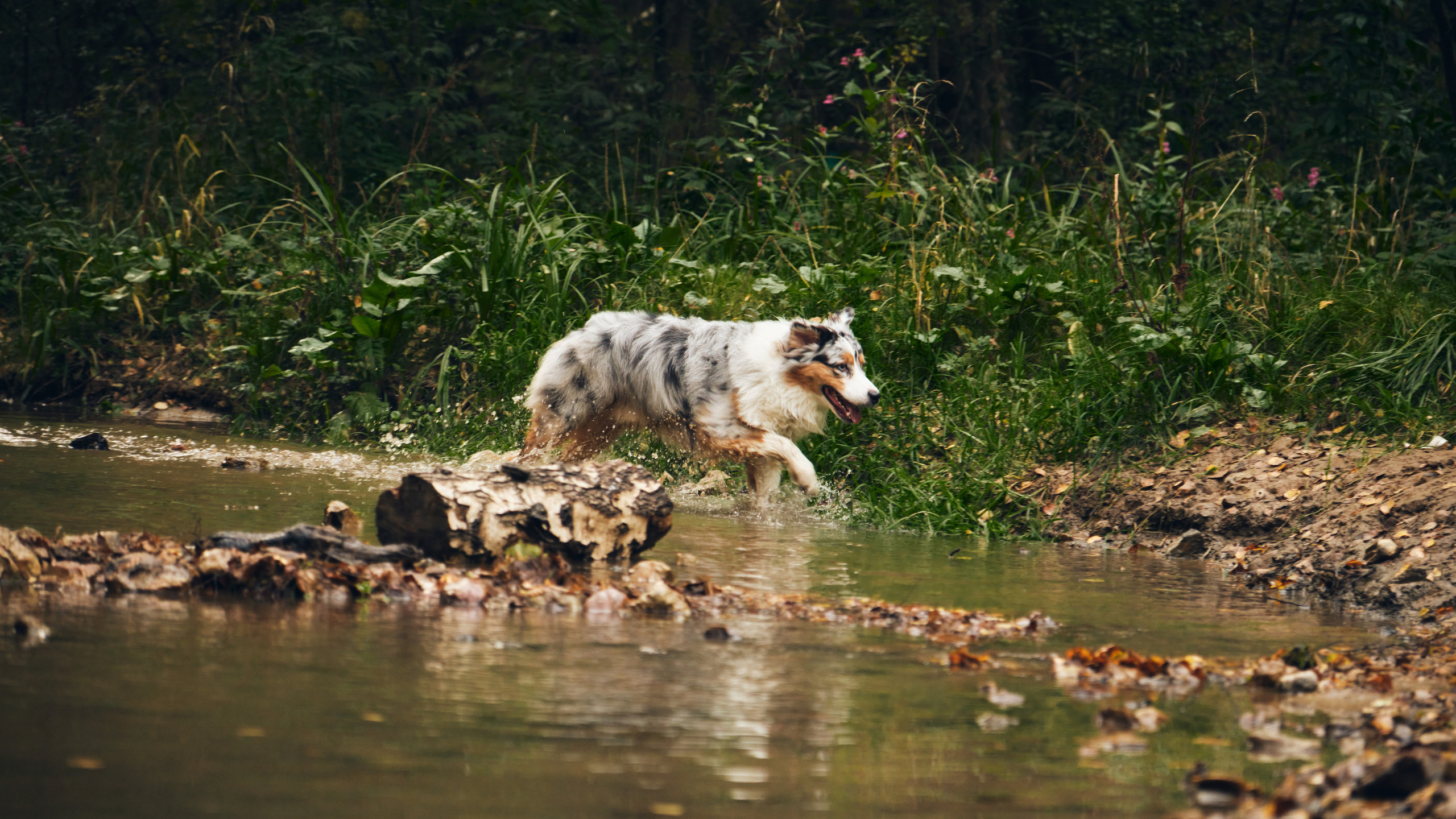 Джарвис и Клевер. Фотограф в Москве — Галунина Кристина