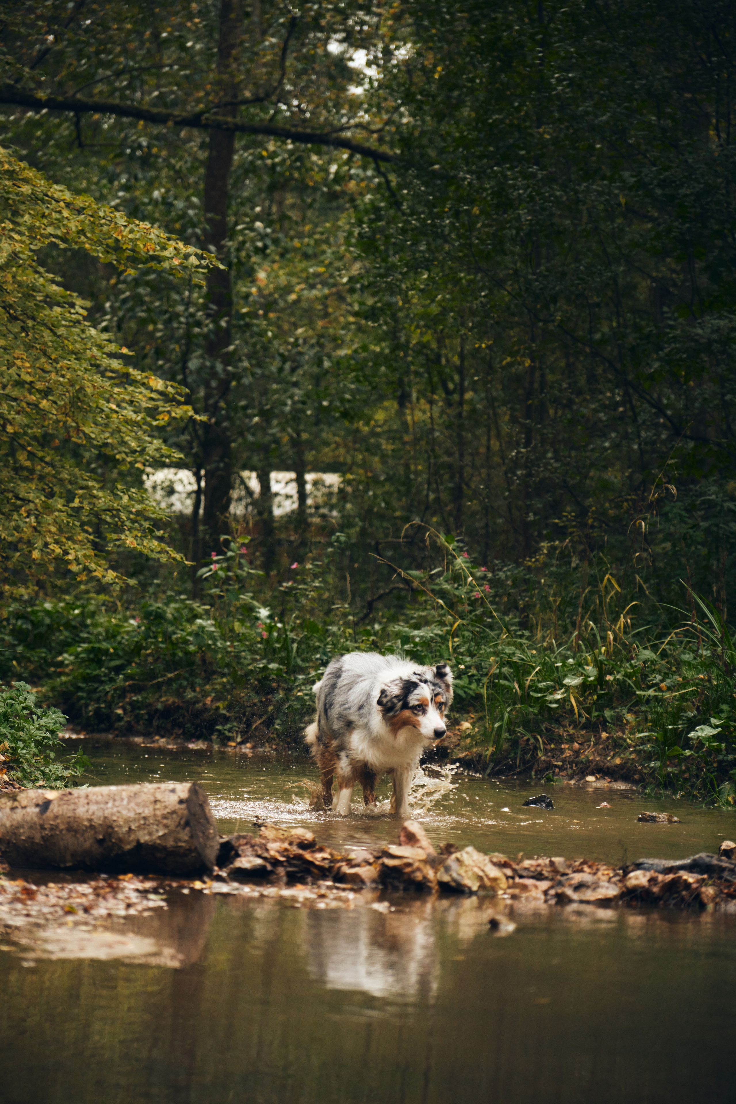 Джарвис и Клевер. Фотограф в Москве — Галунина Кристина