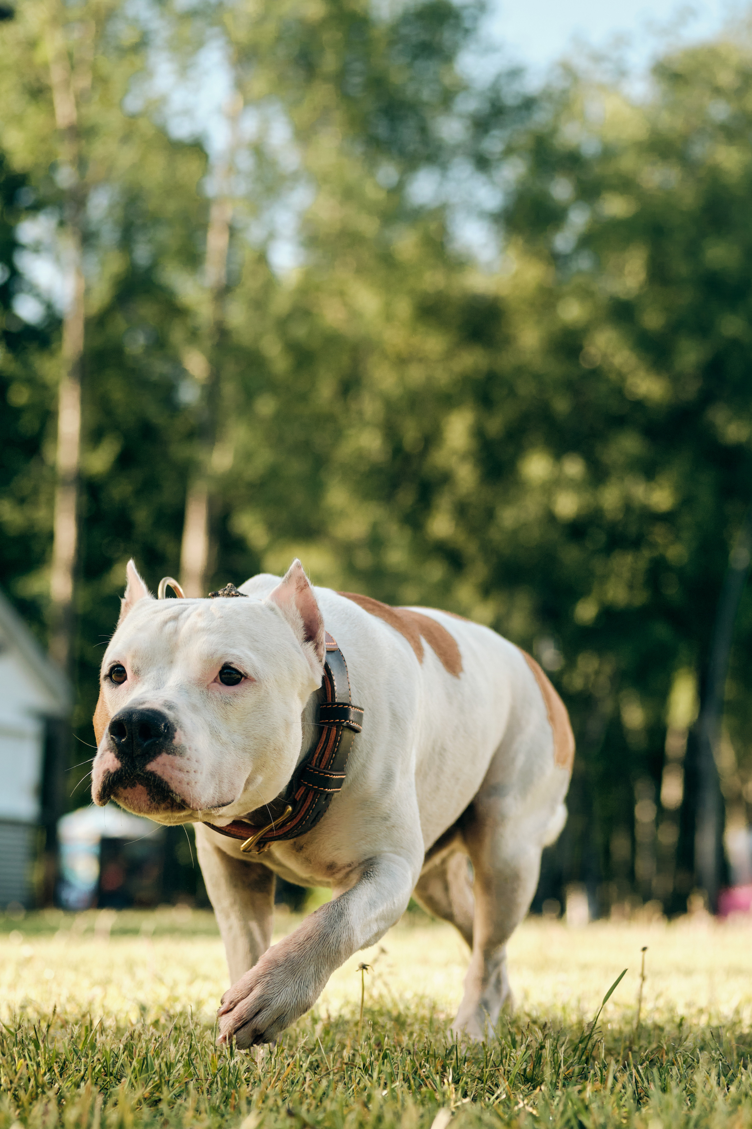 Фото с животными альбом. Фотограф в Москве — Галунина Кристина