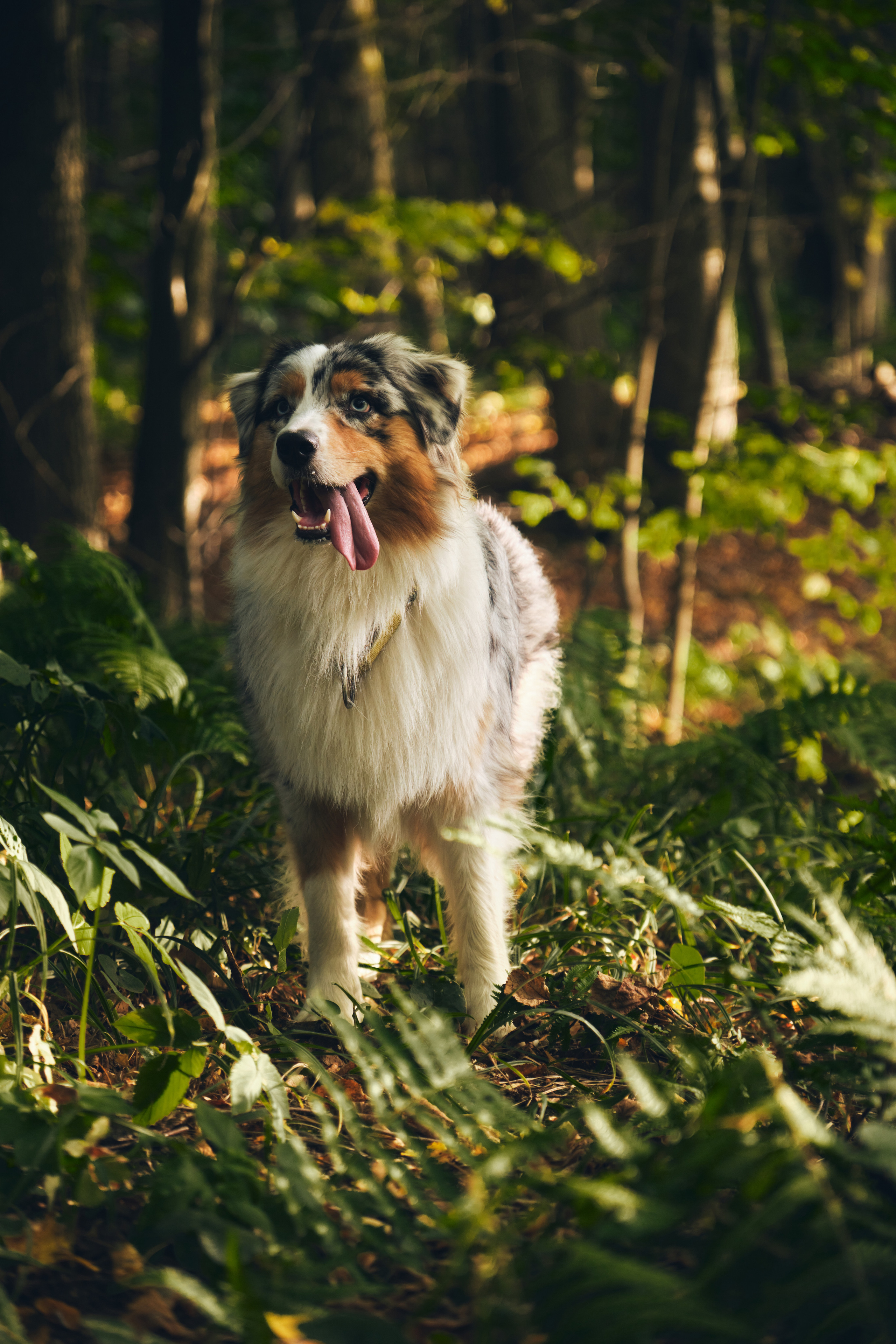 Джарвис и Клевер. Фотограф в Москве — Галунина Кристина