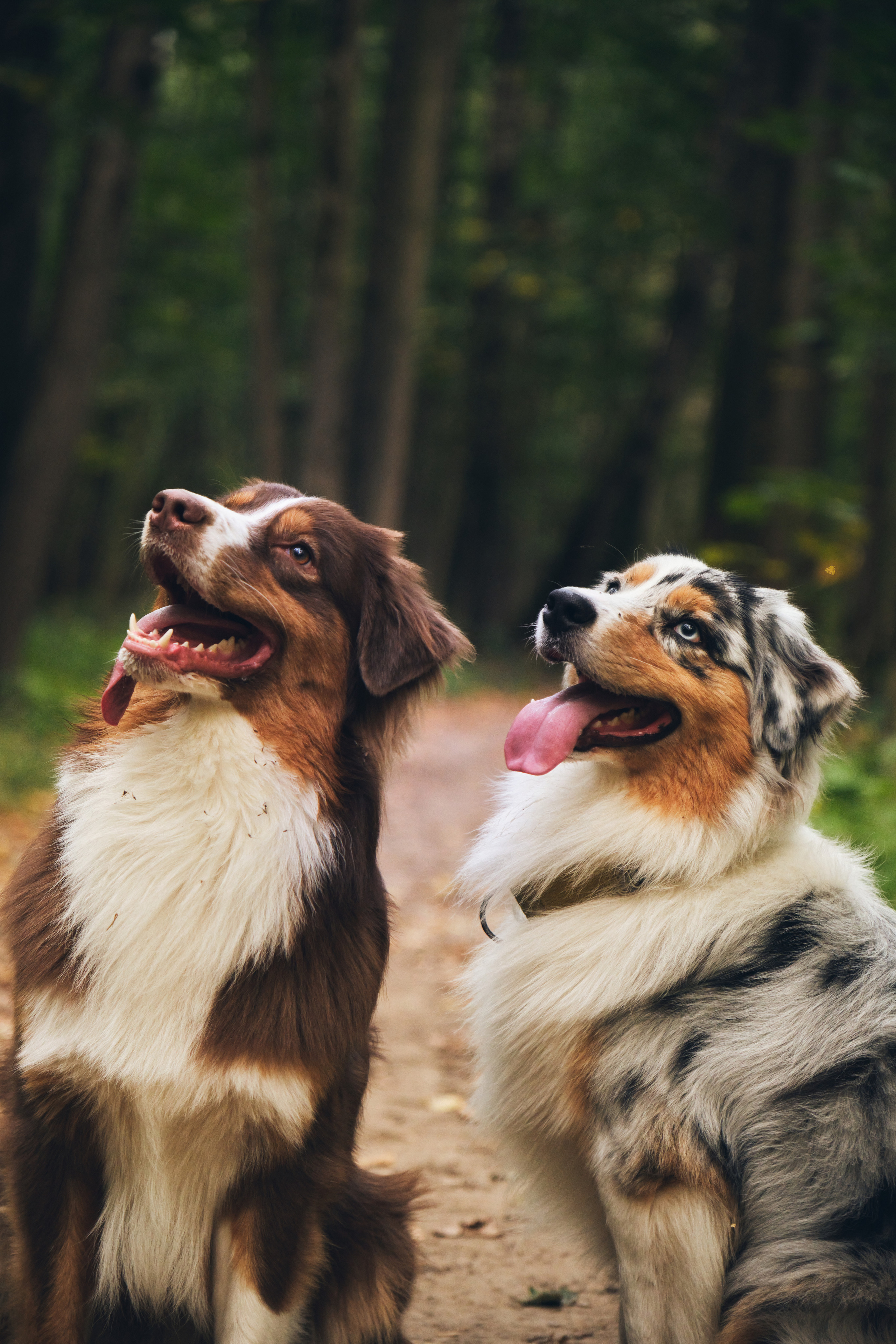 Джарвис и Клевер. Фотограф в Москве — Галунина Кристина