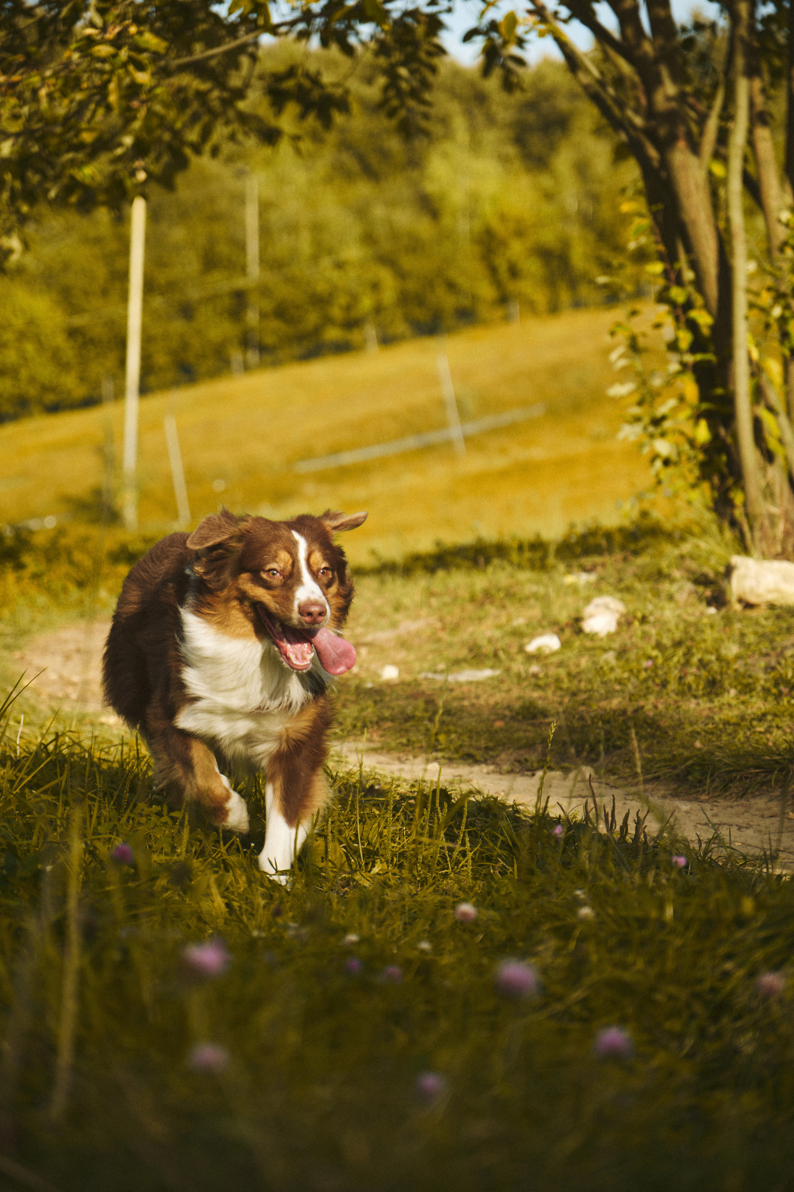 Джарвис и Клевер. Фотограф в Москве — Галунина Кристина