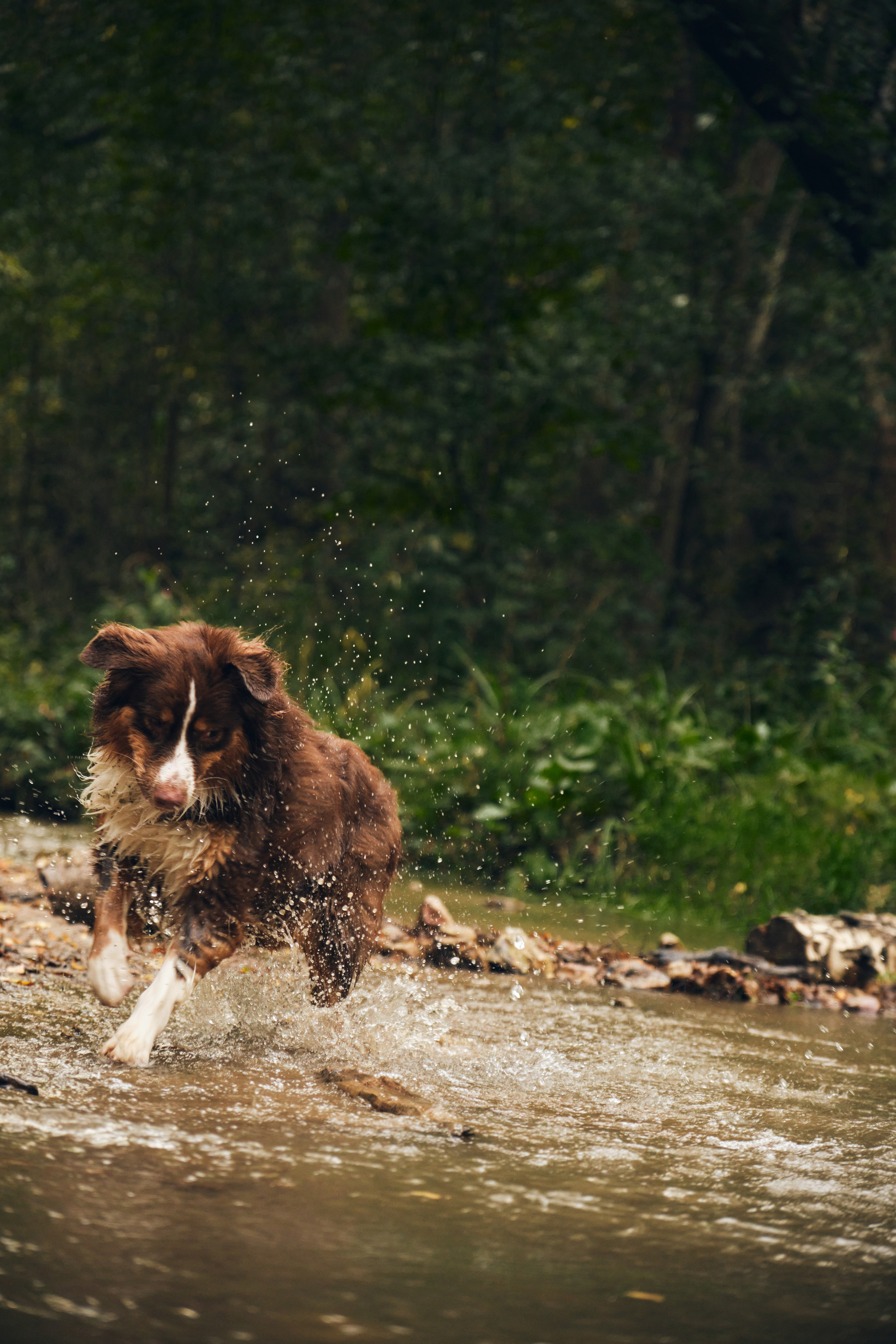 Фото с животными альбом. Фотограф в Москве — Галунина Кристина
