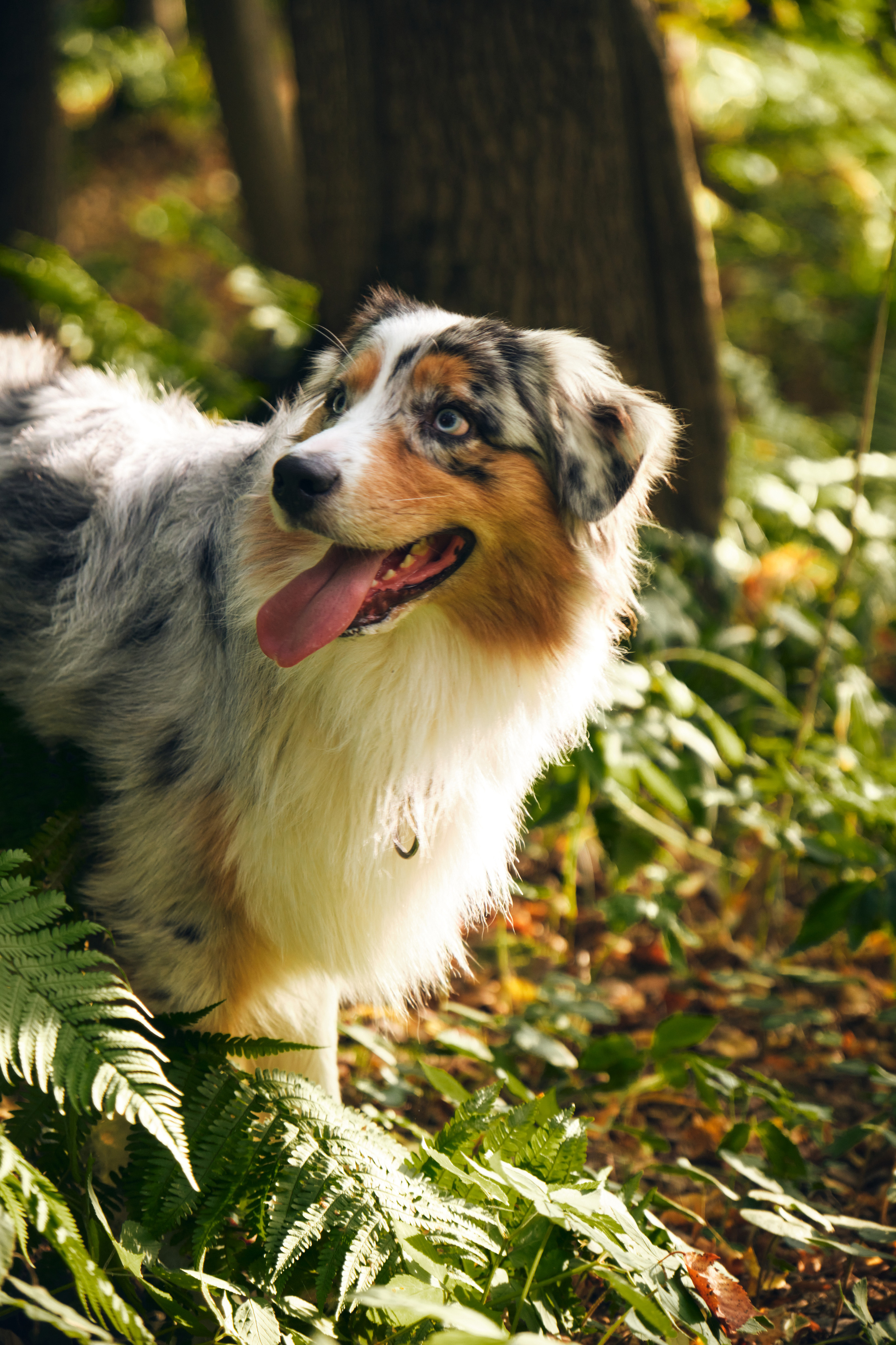 Джарвис и Клевер. Фотограф в Москве — Галунина Кристина