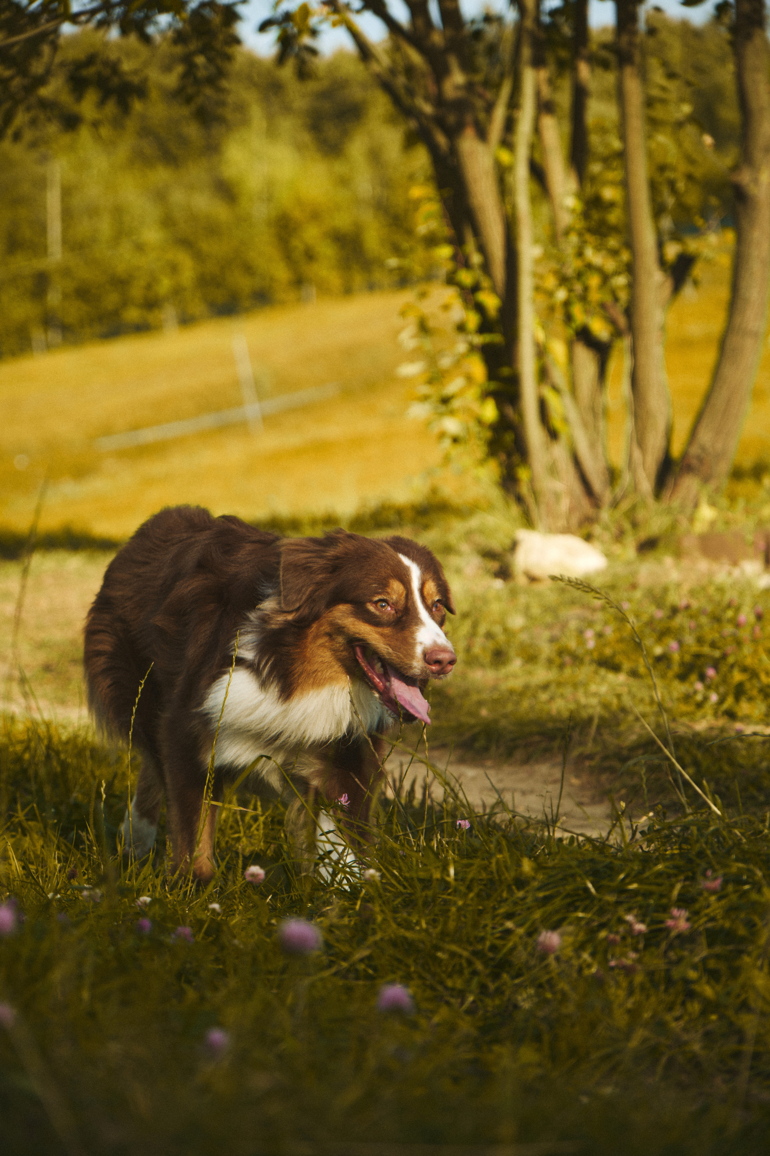 Фото с животными. Фотограф в Москве — Галунина Кристина