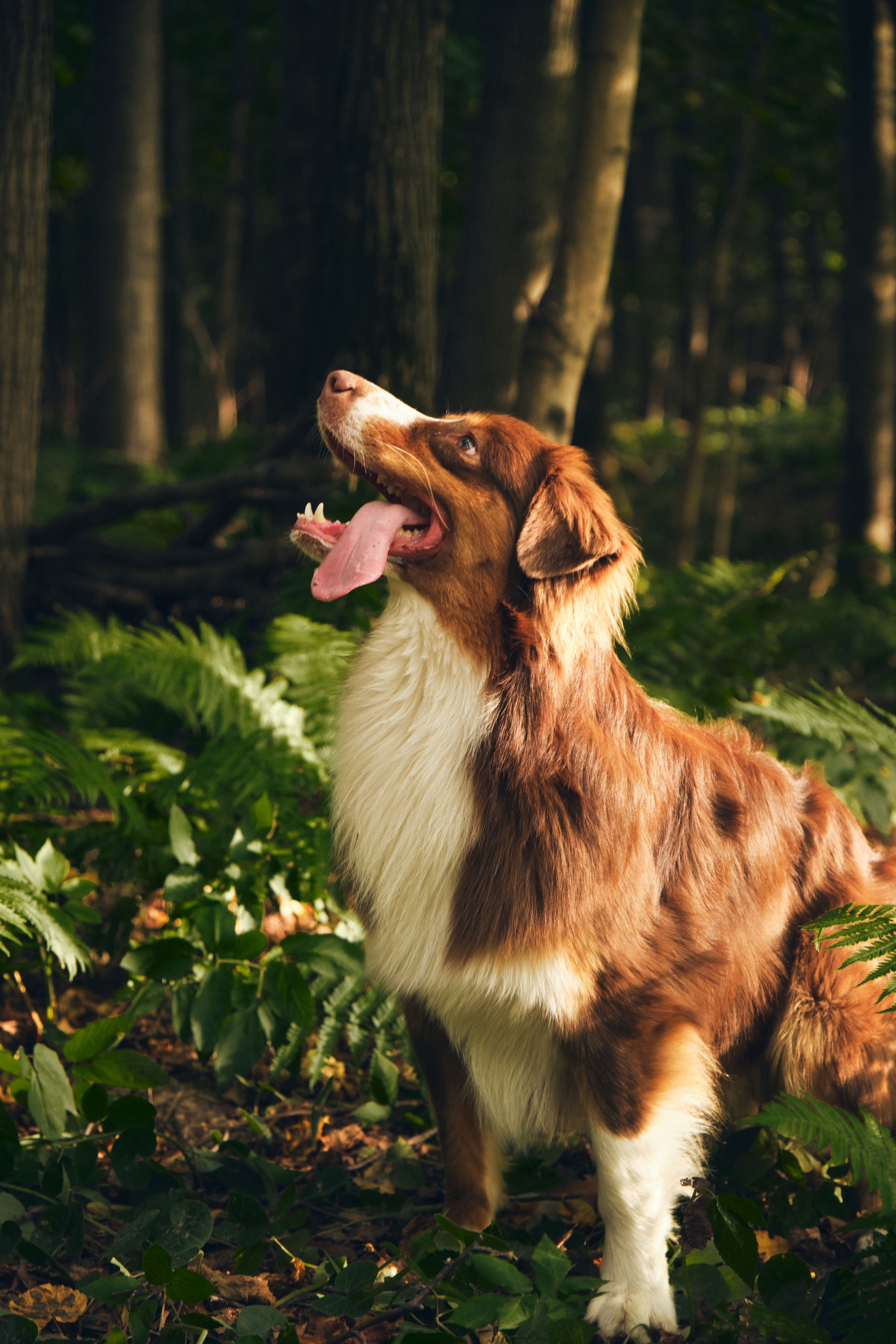 Джарвис и Клевер. Фотограф в Москве — Галунина Кристина