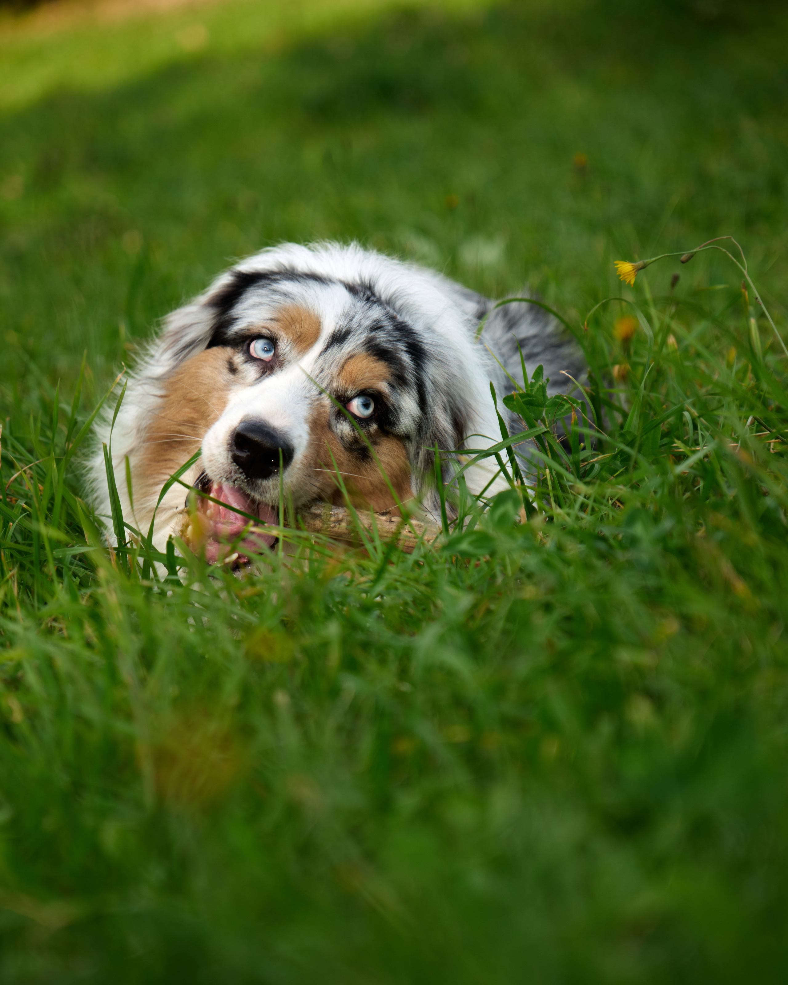 Джарвис и Клевер. Фотограф в Москве — Галунина Кристина