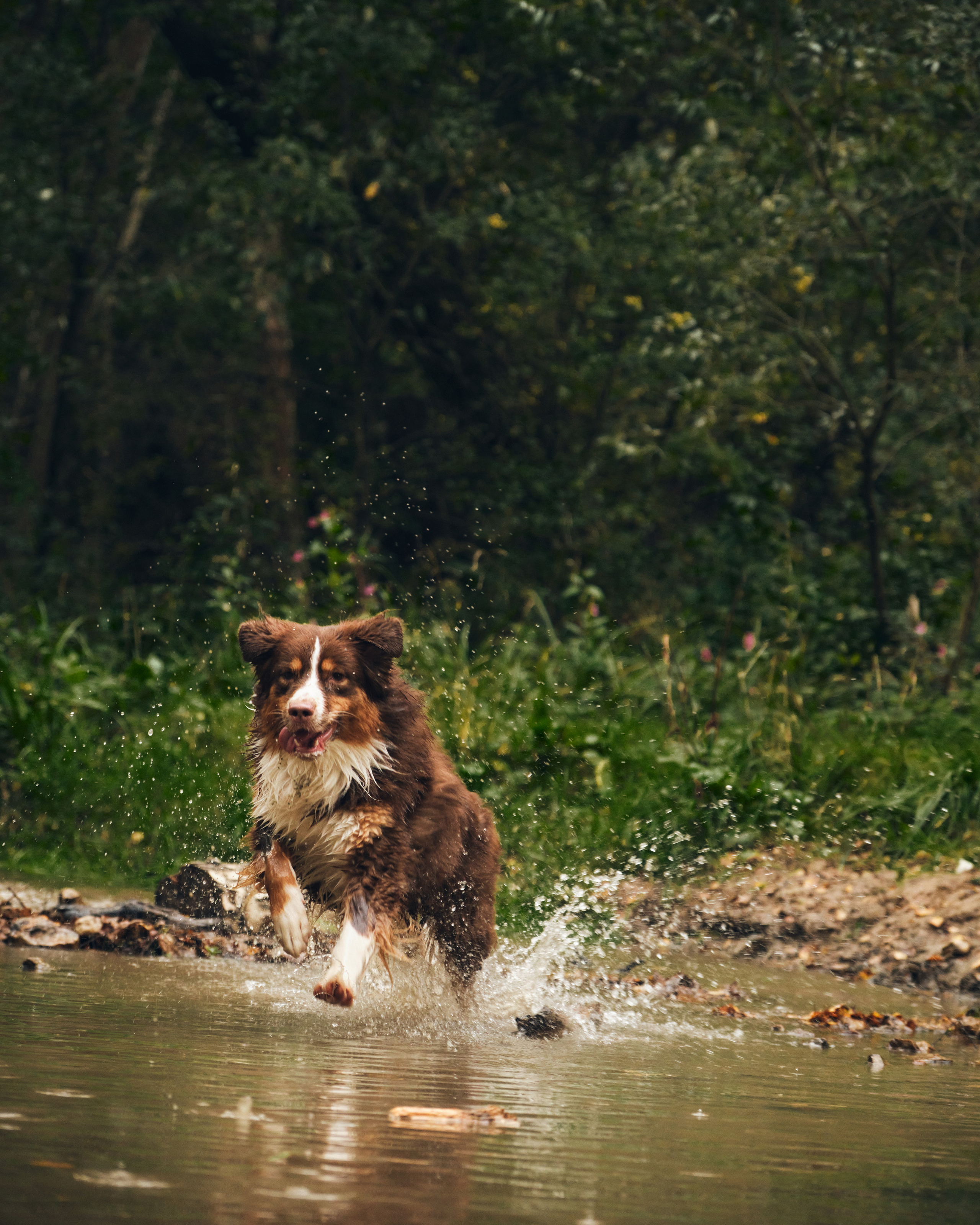 Джарвис и Клевер. Фотограф в Москве — Галунина Кристина